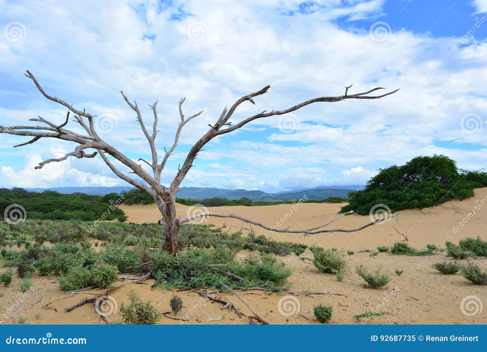Сухое дерево на пустыне Medanos De Coro, Венесуэлы Стоковое Изображение -  изображение насчитывающей песок, ландшафт: 92687735