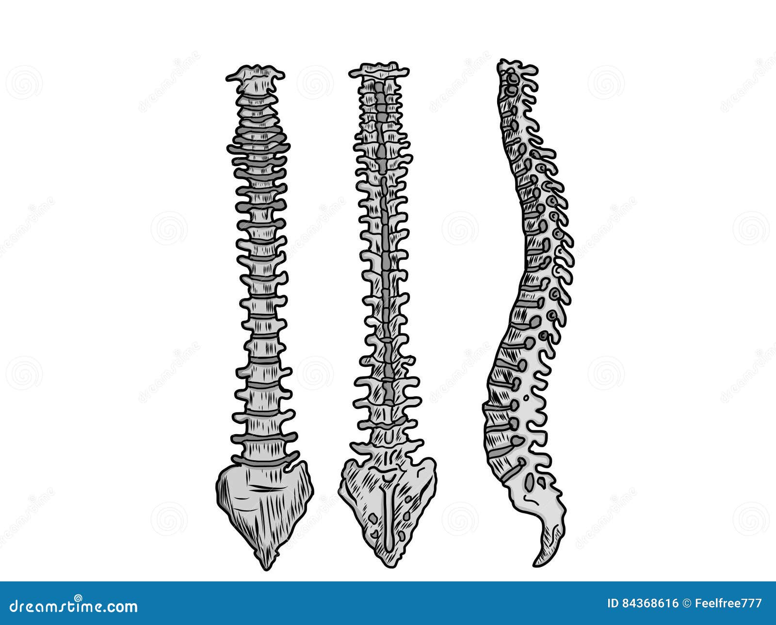 Позвоночник Фото Схема