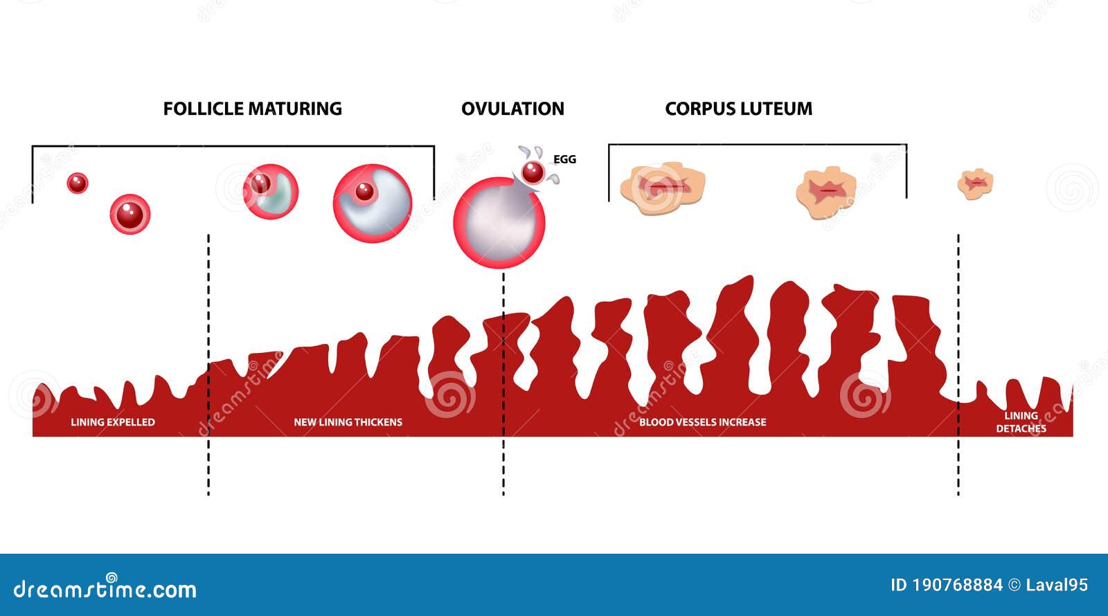 Mature ovum is expelled from the