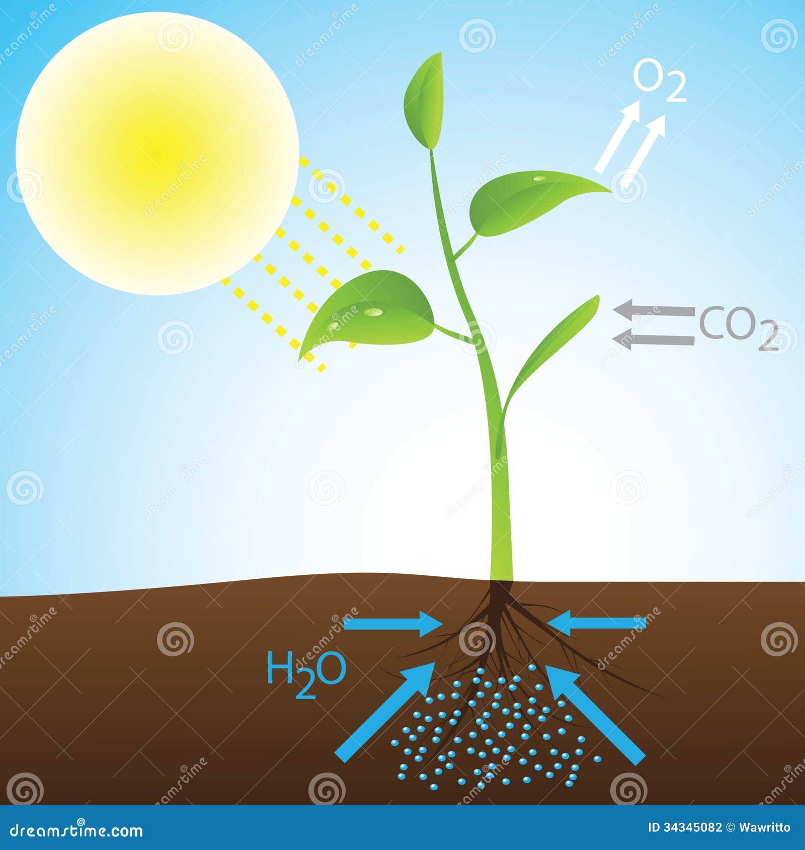 От какого фактора зависит поглощение воды растением. Солнечная энергия фотосинтез. Photosynthesis. Фотосинтез подсолнуха. Растения и кислород.