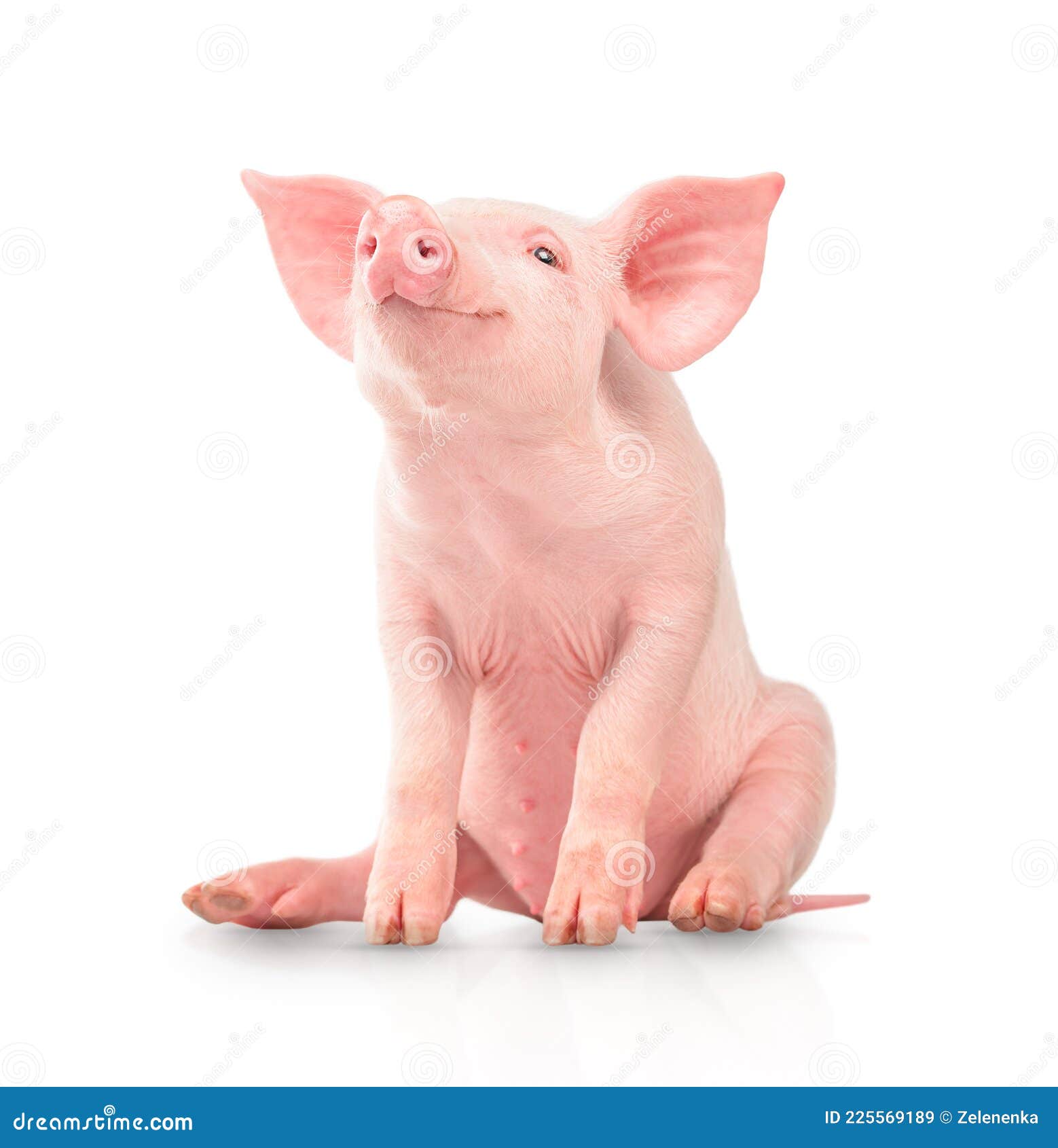 счастливая молодая свинья на белом фоне. забавные эмоции животных Стоковое  Изображение - изображение насчитывающей горизонтально, съемка: 225569189
