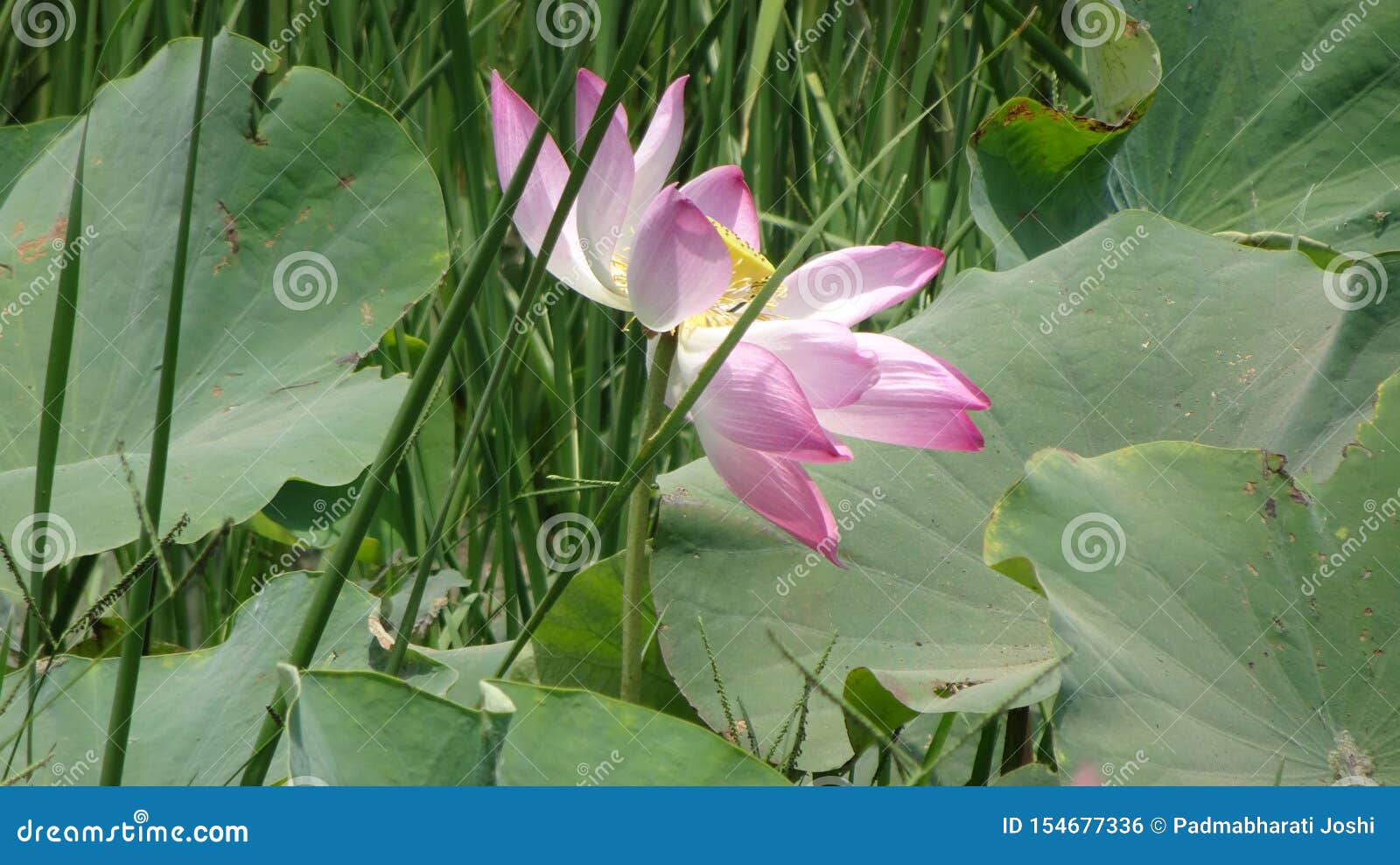 Дали Природы Фото Дали Природы Фото