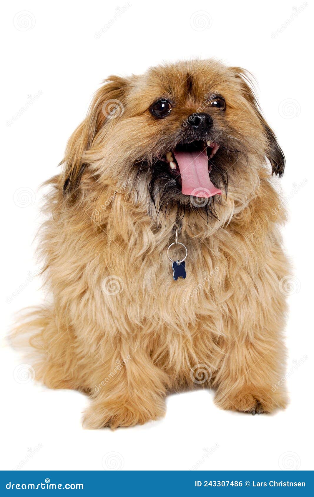 счастливый пес ши-цзы стоковое фото. изображение насчитывающей счастливо -  243307486