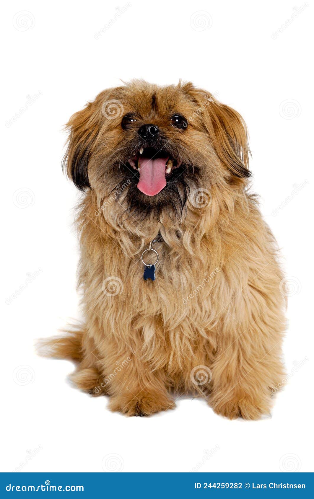 счастливый пес ши-цзы стоковое фото. изображение насчитывающей собач -  244259282