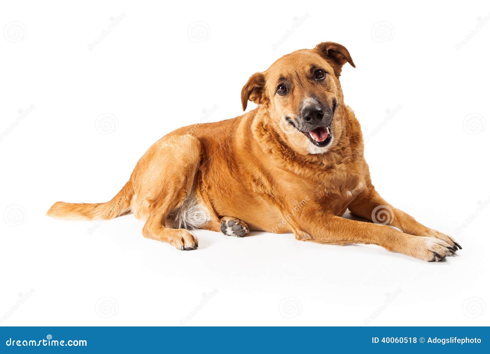 Счастливая желтая собака стоковое фото. изображение насчитывающей шаловливо  - 40060518