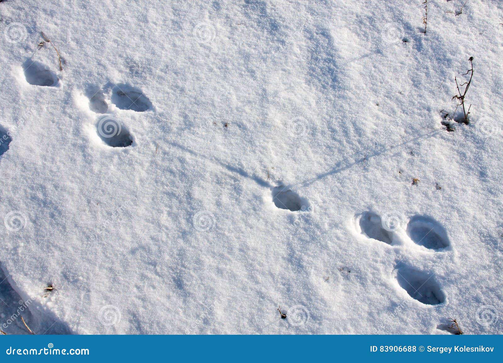 Не заячьи следы как пишется. Следы зайца зимой. Следы зайца на снегу. Кроличьи следы на снегу. Зимние следы зайца.