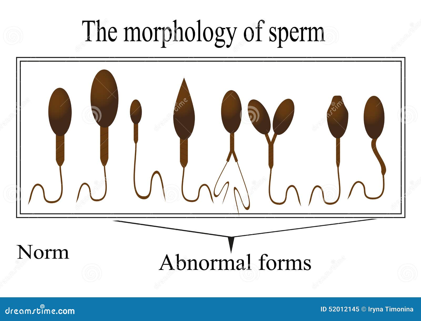 роль спермы в организме фото 102