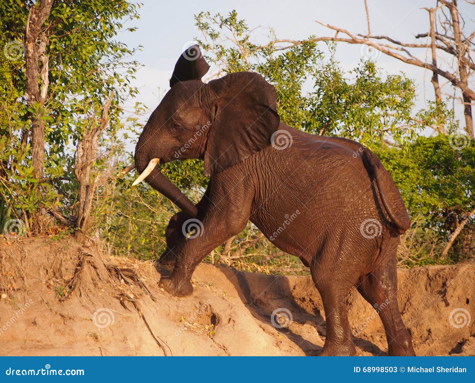 An elephant can climb. Слон залез на дерево. Слон лезет на дерево. Слоны карабкаться по деревьям.