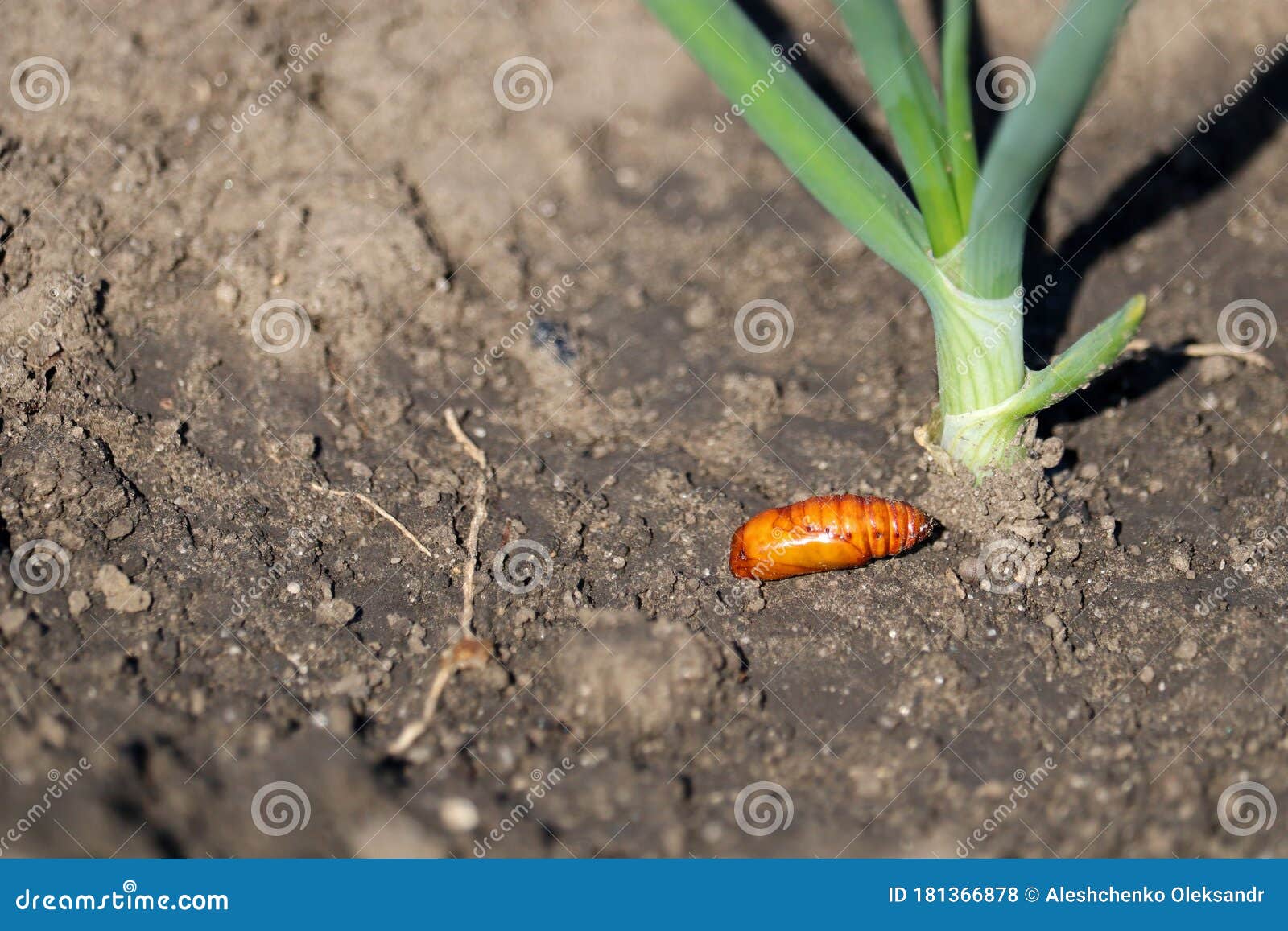 Shrysalis Of A Turnip Moth Agricultural Pests Stock Photo Image Of Brown Garden Shrysalis Of A Turnip Moth Agricultural Pests Stock Photo Image Of Brown Garden