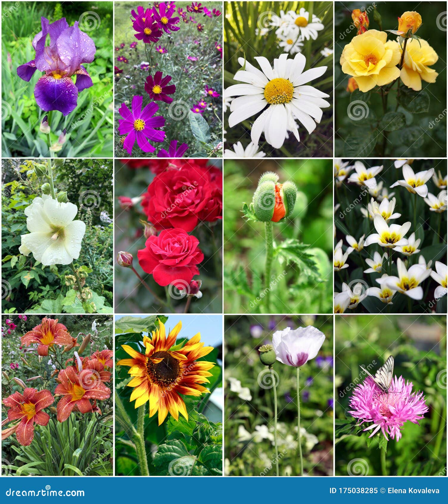 Ð¡ollage of Beautiful Flowers Stock Image - Image of iris, sunlight ...