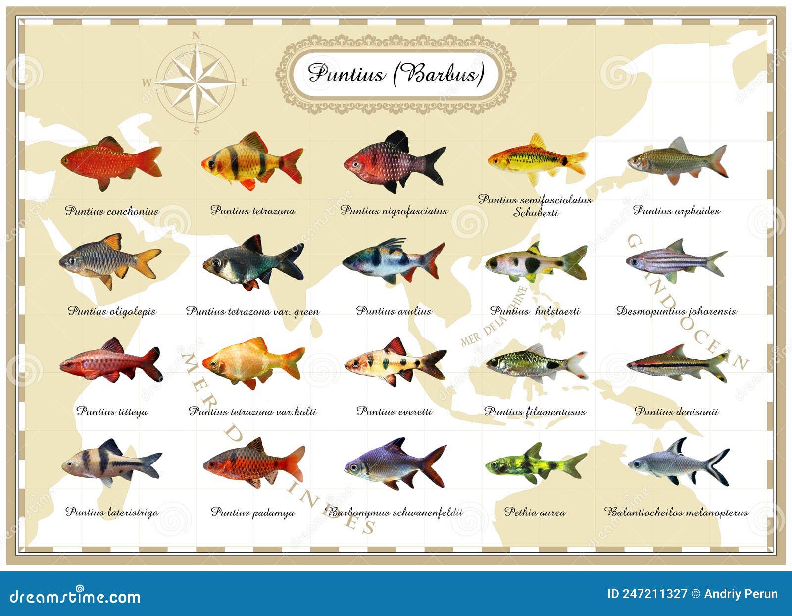 Ð¡ollection of Bright Fish from the Family Puntius Barbus Stock  Illustration - Illustration of design, puntius: 247211327
