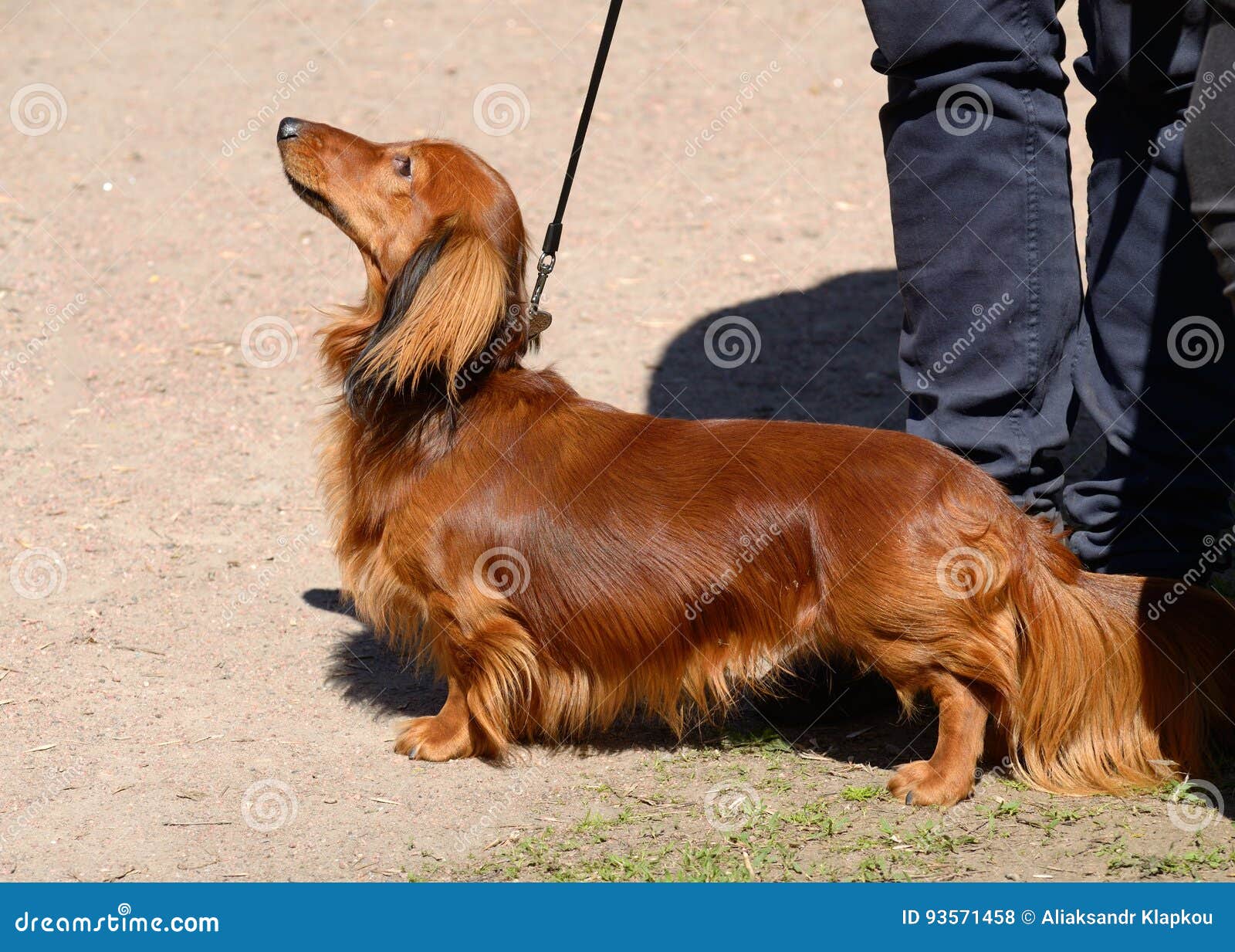 Такса охотничья собака стоковое фото. изображение насчитывающей нюх -  93571458