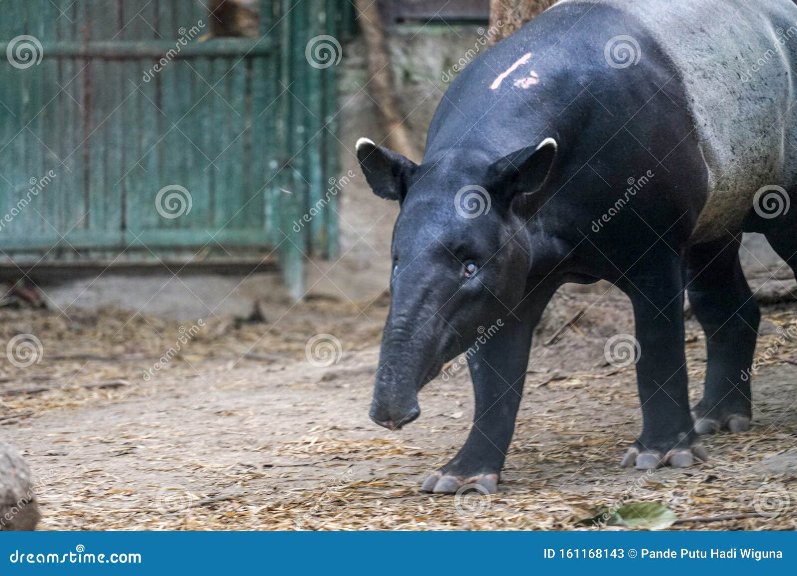 Тапир ищет еду Тапир - уникальное животное из Азии, которое обычно  встречается в Индонезии Тапир имеет короткий зонд и Стоковое Изображение -  изображение насчитывающей индийско, джунгли: 161168143