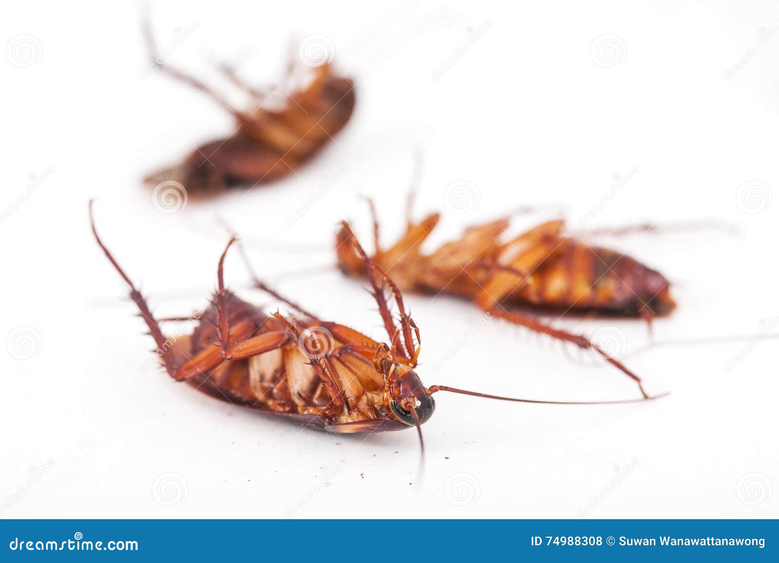 Душа мертвых тараканов мужское. Прозрачный таракан. Мертвые тараканы на белом фоне. Таракан на спине.