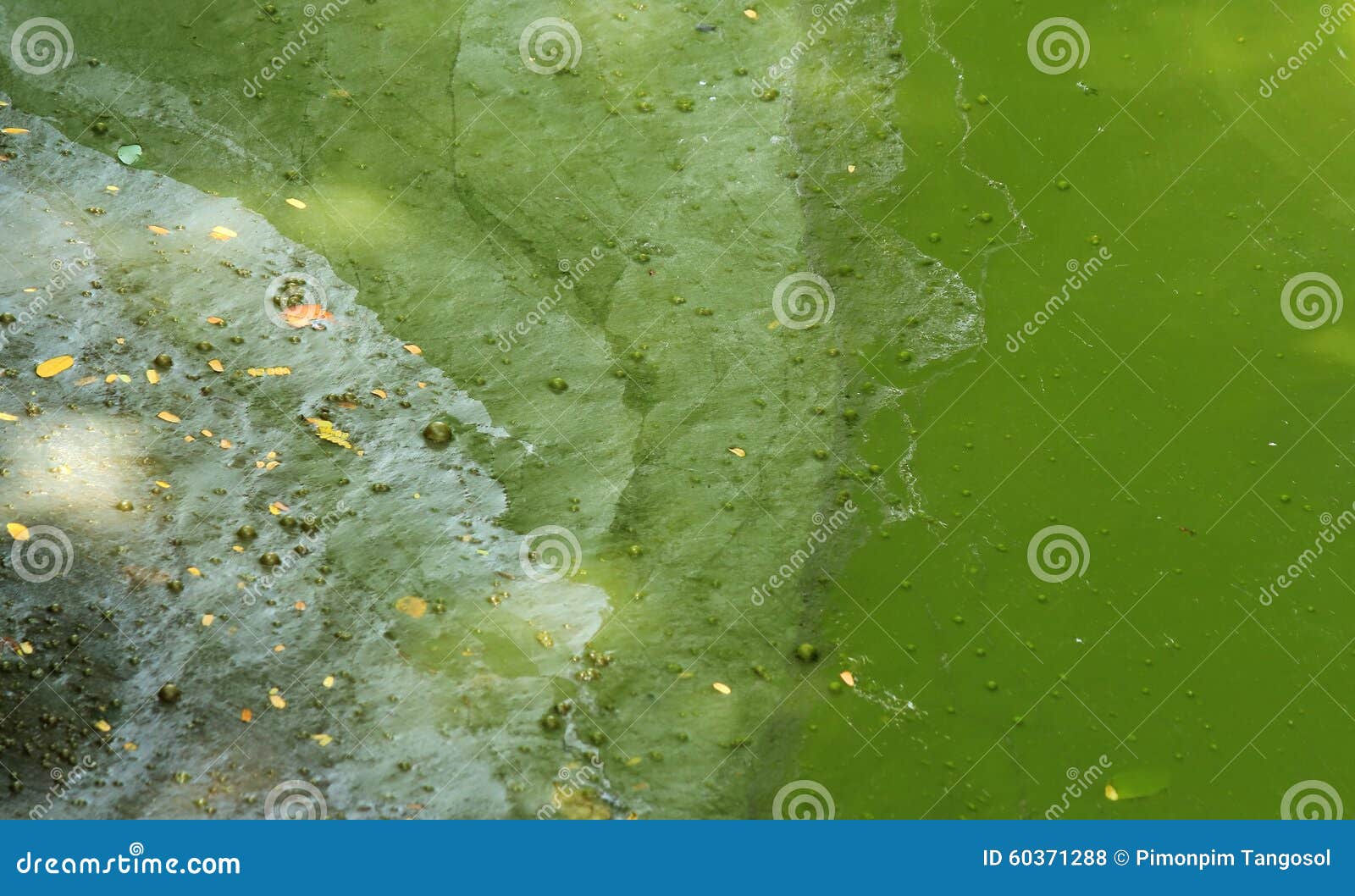 Текстура болота стоковое фото. изображение насчитывающей настроение -  60371288
