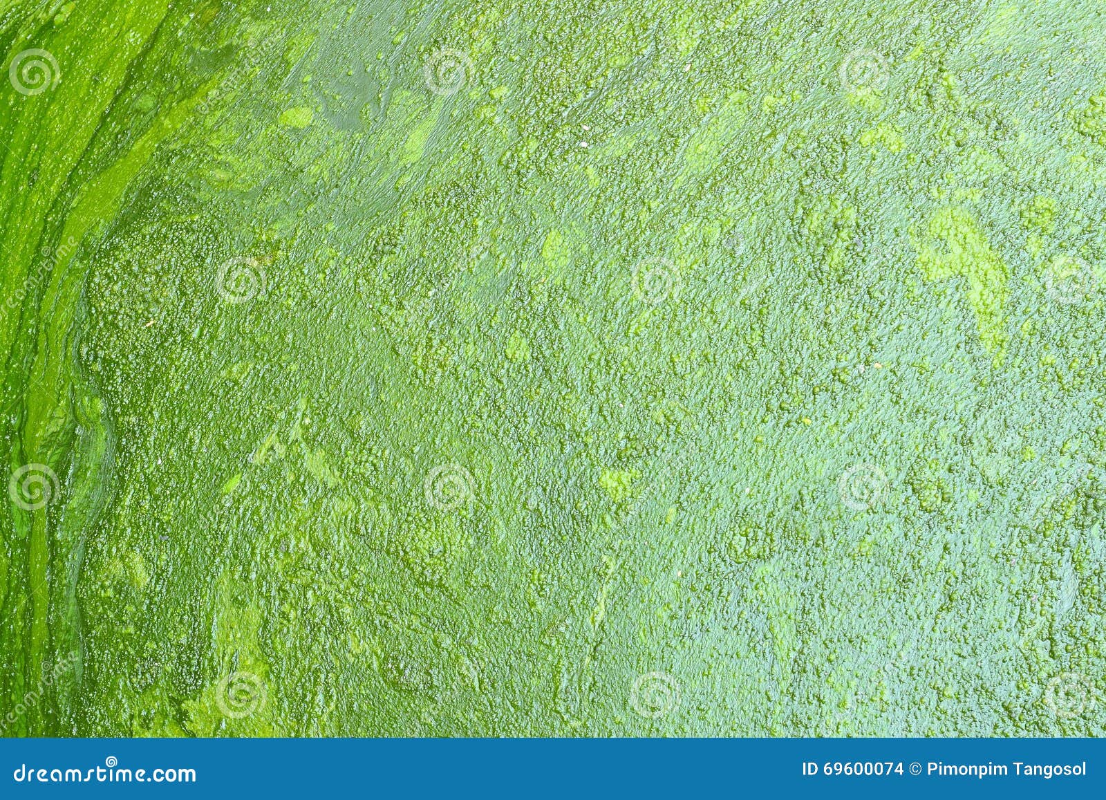 Текстура болота стоковое фото. изображение насчитывающей фотосинтетическо -  69600074