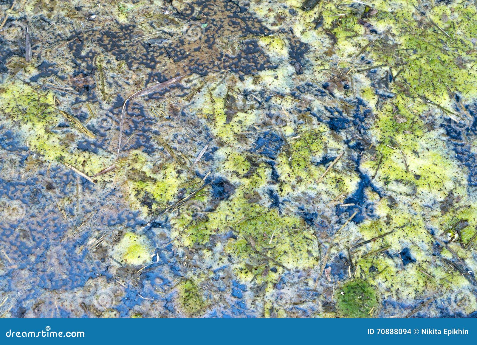 Текстура болота стоковое фото. изображение насчитывающей морск - 70888094