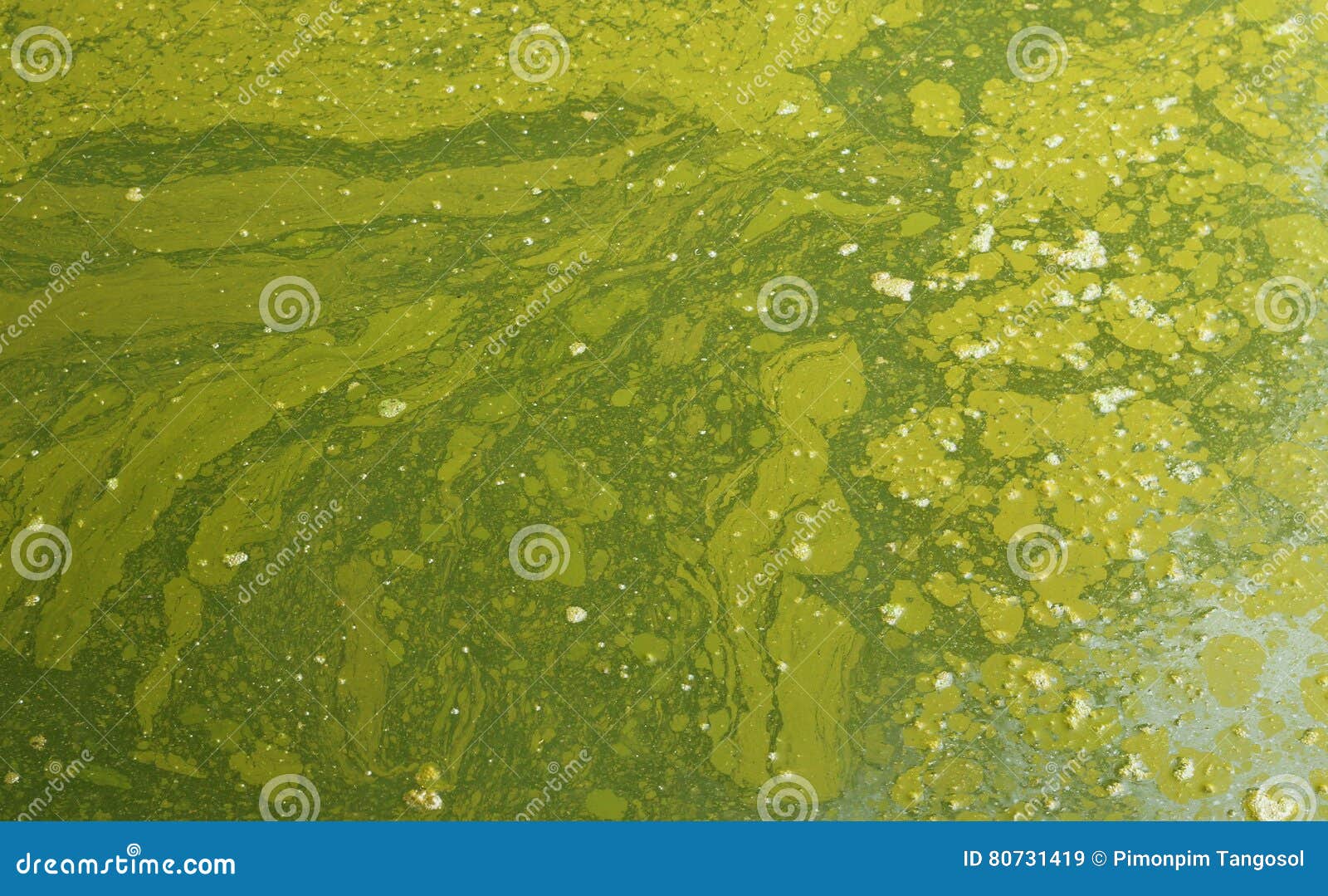 Текстура болота стоковое изображение. изображение насчитывающей флора -  80731419