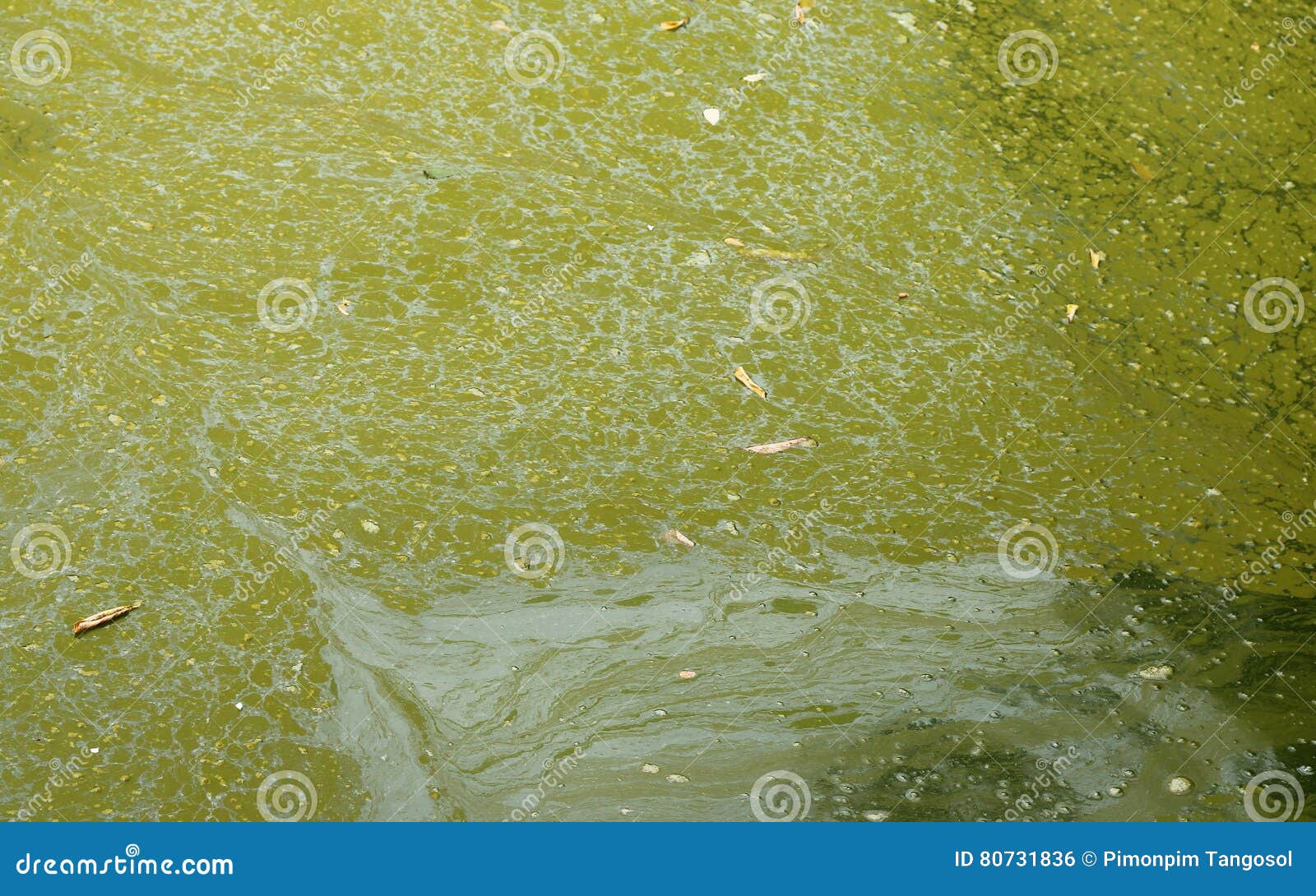 Текстура болота стоковое фото. изображение насчитывающей цвет - 80731836