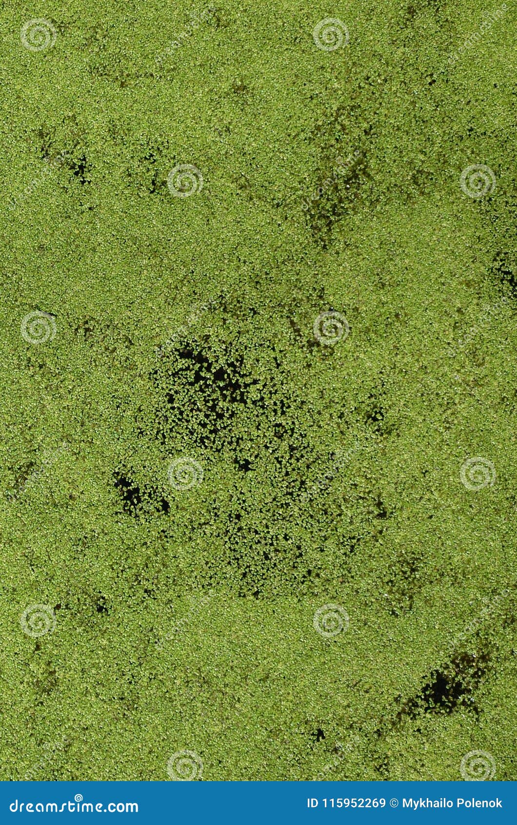 Текстура воды болота поставила точки с зеленым Vegetatio Duckweed и болота  Стоковое Изображение - изображение насчитывающей взорвать, пунктирный:  115952269