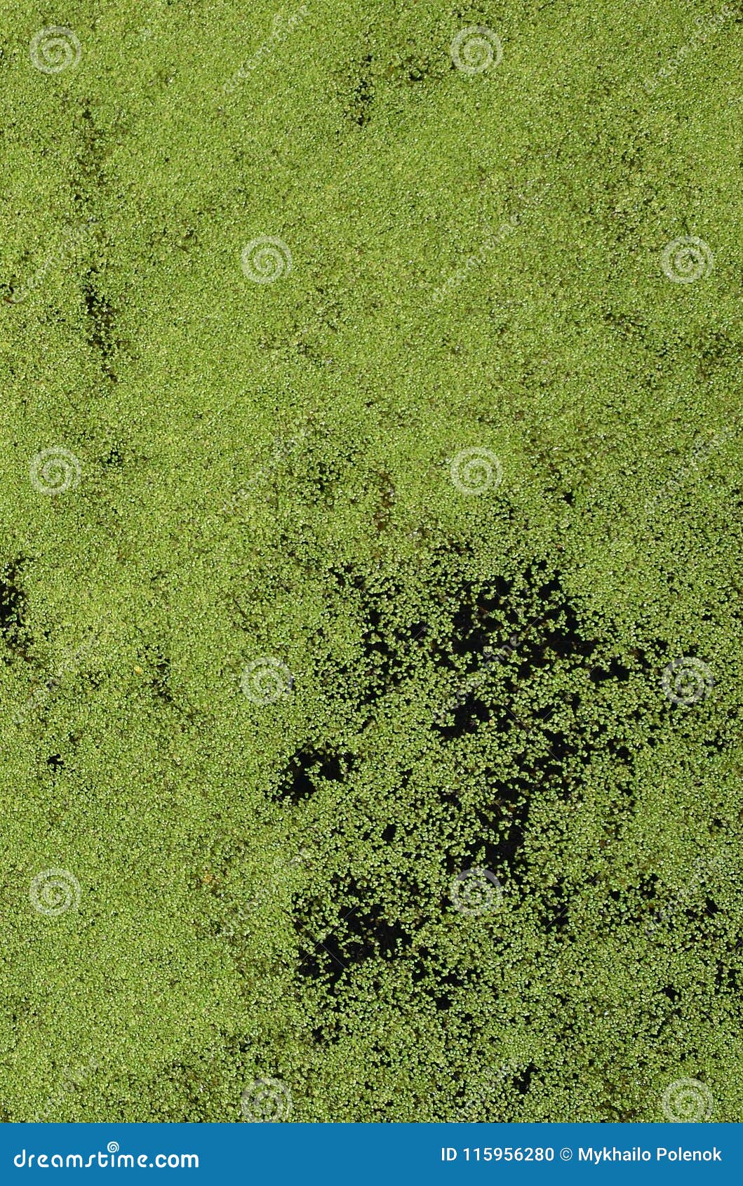 Текстура воды болота поставила точки с зеленым Vegetatio Duckweed и болота  Стоковое Фото - изображение насчитывающей свеже, напольно: 115956280