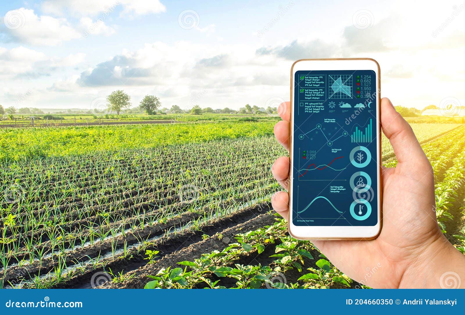 Телефон с Infographics на фоне плантации фермы поля. Инновационные  технологии в Agroindustry и питание Стоковое Фото - изображение  насчитывающей выдвинуло, органическо: 204660350