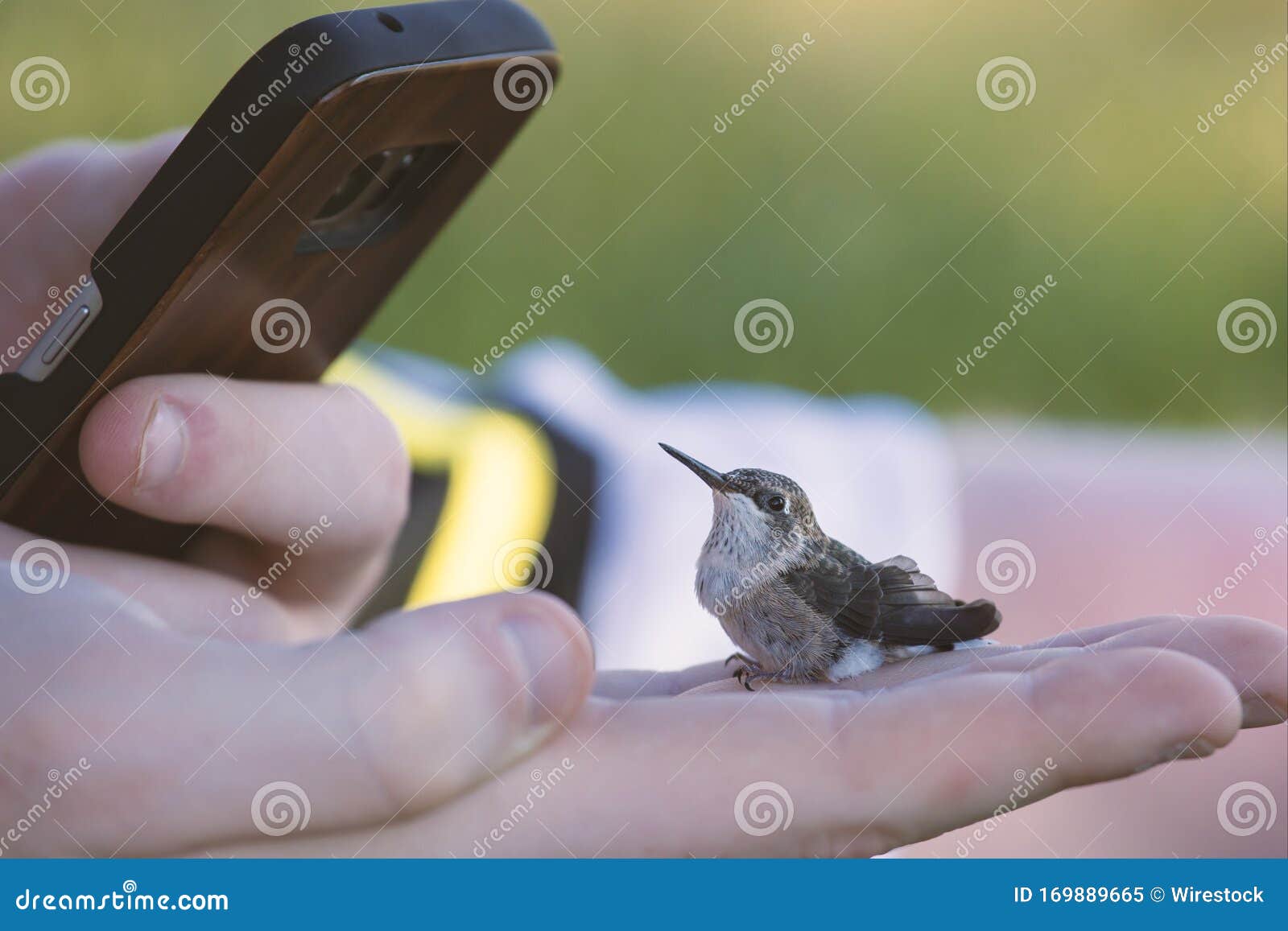 Телефон, фотографируя крошечный Hummingbird на человеческой руке с нечеткой  фоном Стоковое Изображение - изображение насчитывающей бирдинг, рука:  169889665