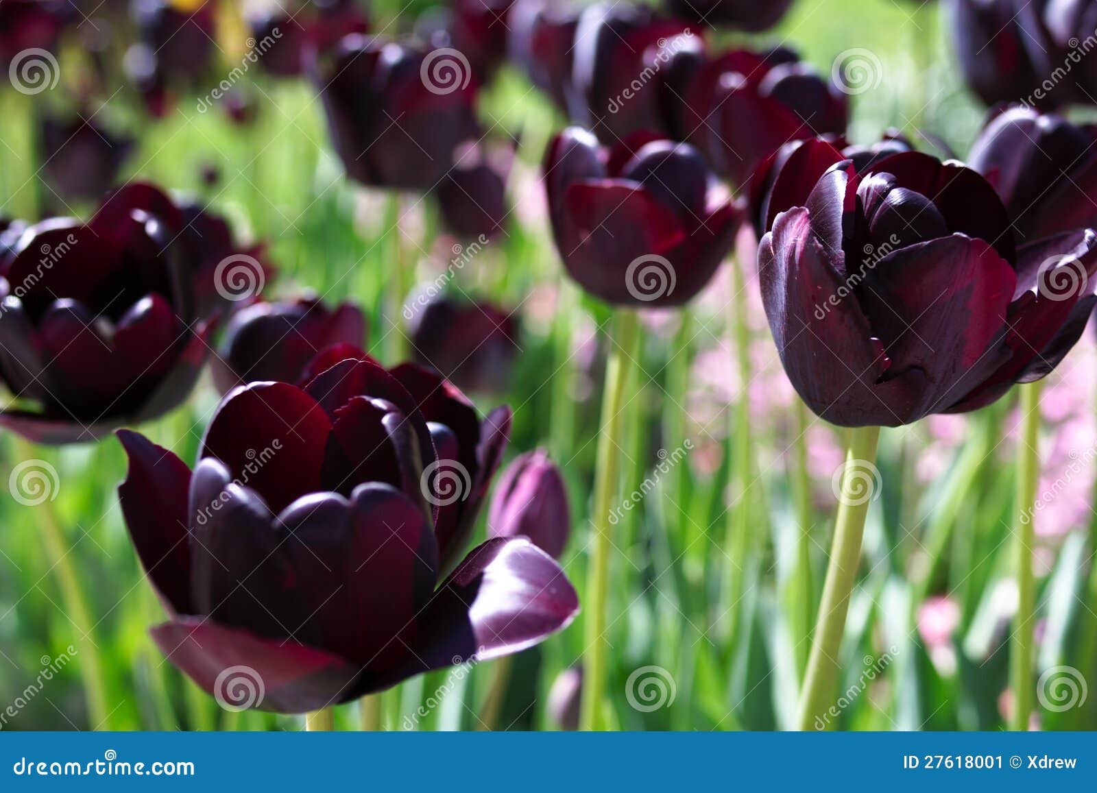 Темные тюльпаны в саде стоковое изображение. изображение насчитывающей  много - 27618001