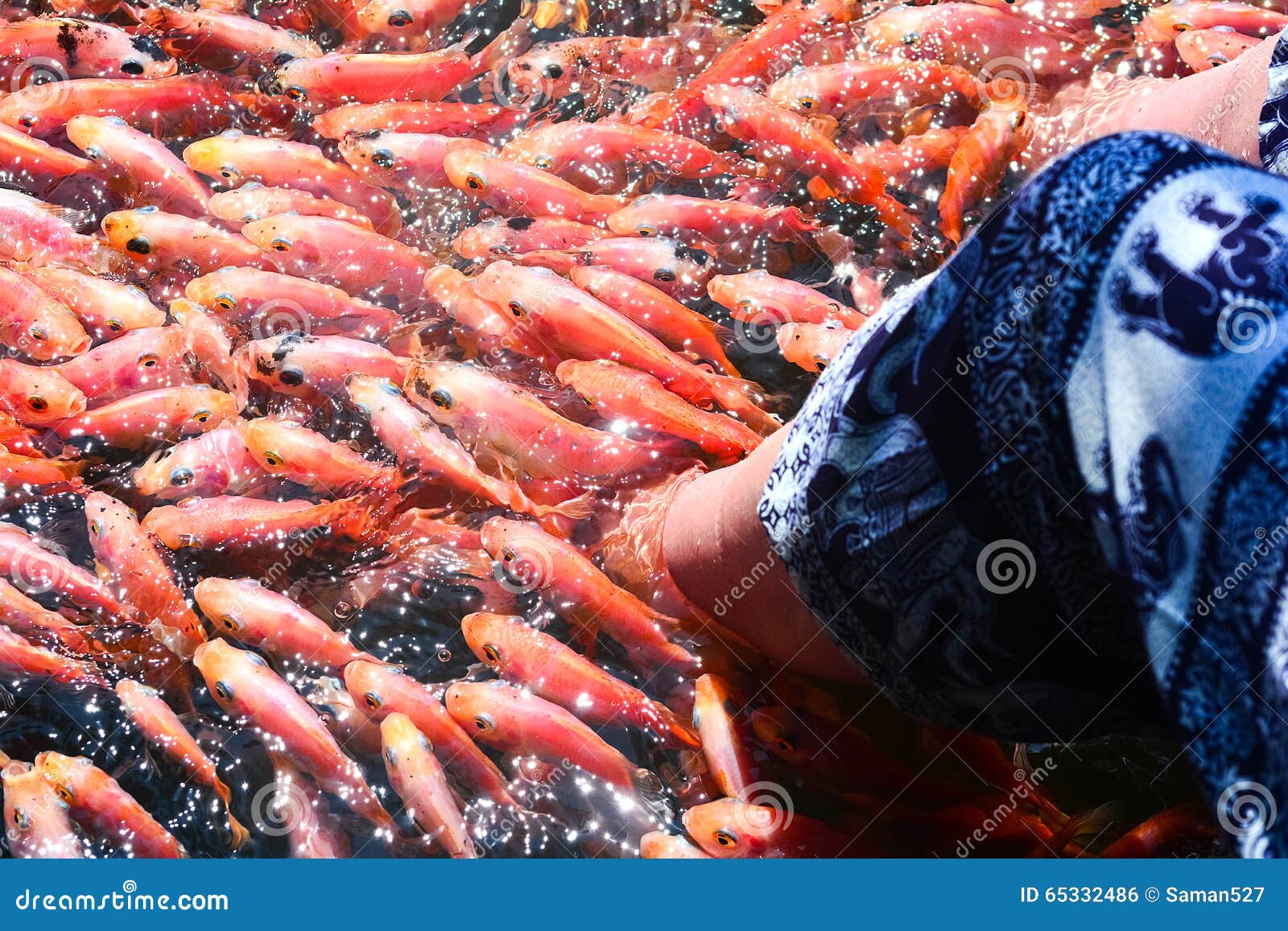 Рыба на шри ланке. Рыбы рек Шри Ланки. Красная рыба на Шри Ланке. Рыбки на Шри Ланке.