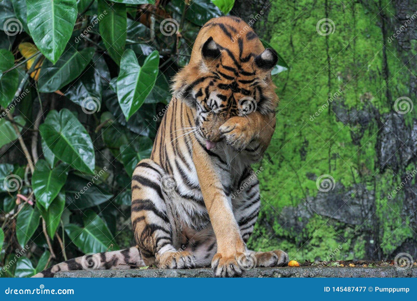 тигр сидит вниз в лесе стоковое изображение. изображение насчитывающей  естественно - 145487477