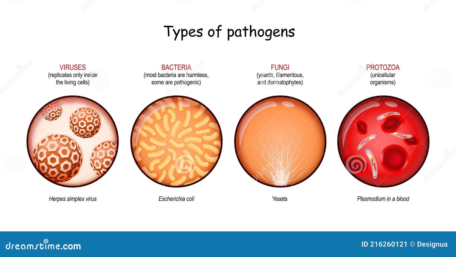 Types of viruses. Бактерии вирусы грибы простейшие. Бактерии, вирусы, простейшие, паразиты, грибы - это факторы. Bacterial Cellular Morphologies. Бактерии), Vira (вирусы), fungi (грибы) и protozoa (простейшие).