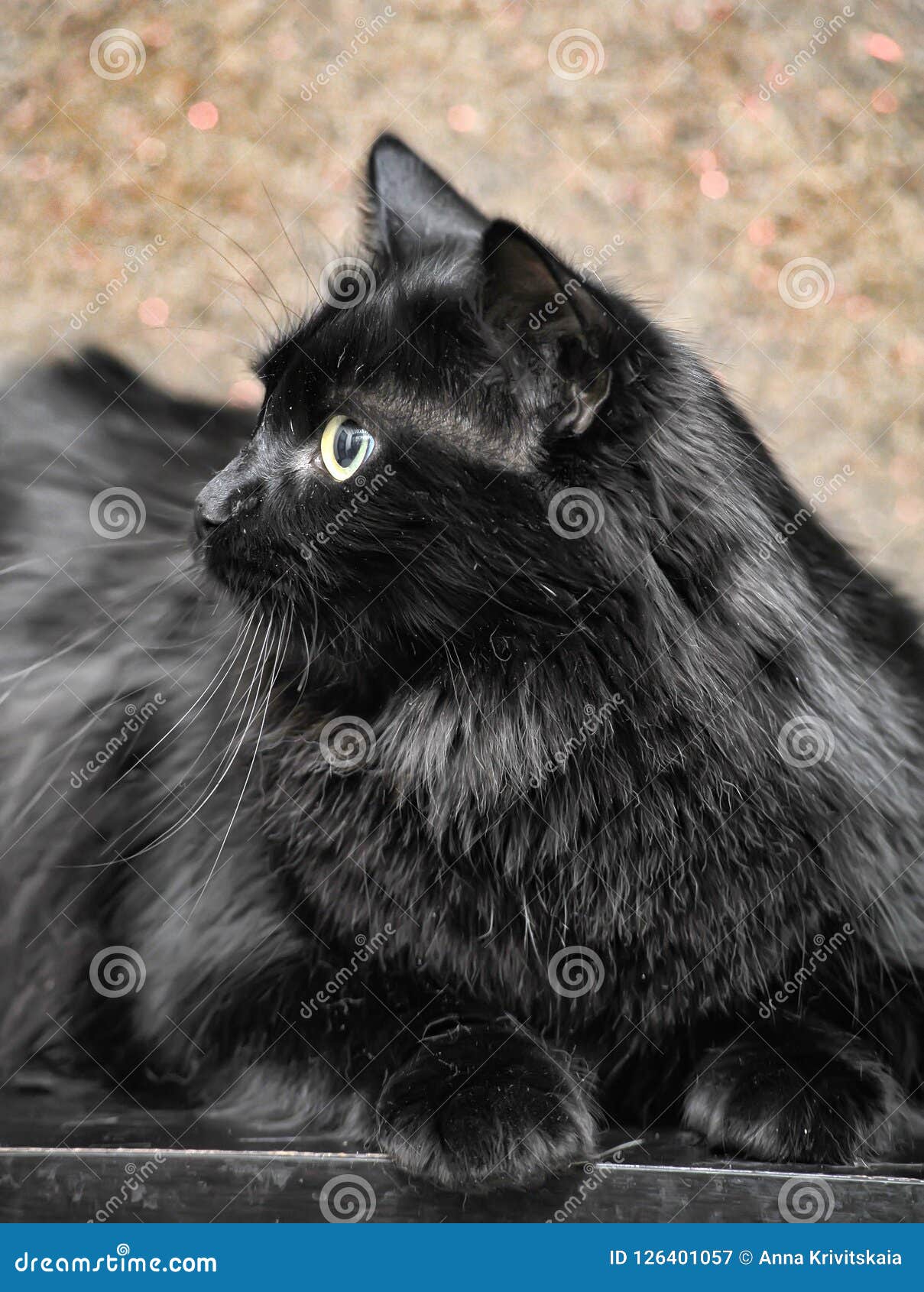 Черный толстый кот