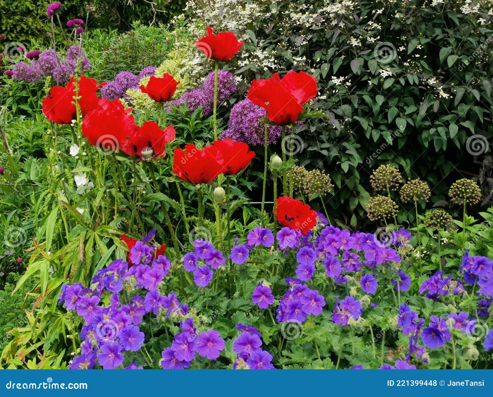 травяная цветочная клумба с ярко-красными маками и фиолетовыми геранами  Стоковое Фото - изображение насчитывающей листья, ландшафт: 221399448