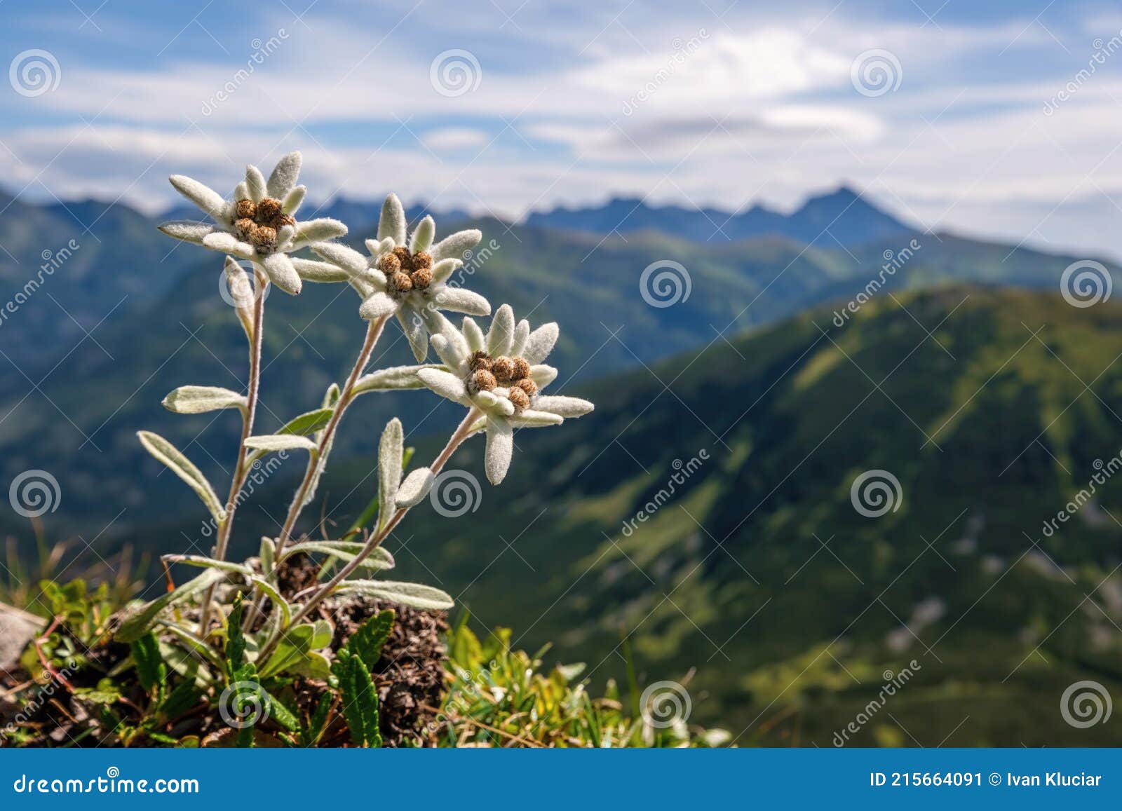 Цветок Эдельвейс Фото В Дикой Природе