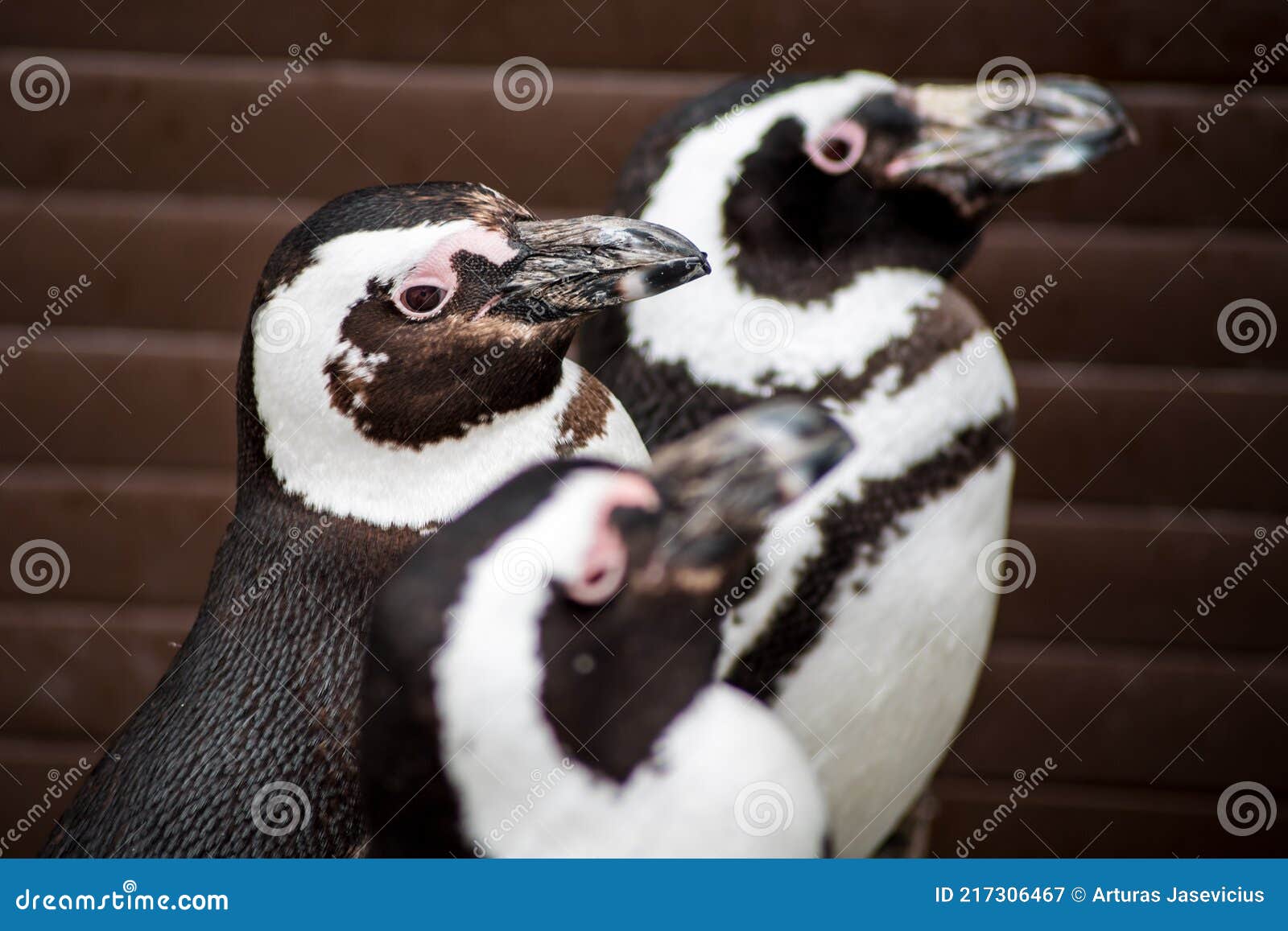 три пингвина стоковое изображение. изображение насчитывающей естественно -  217306467