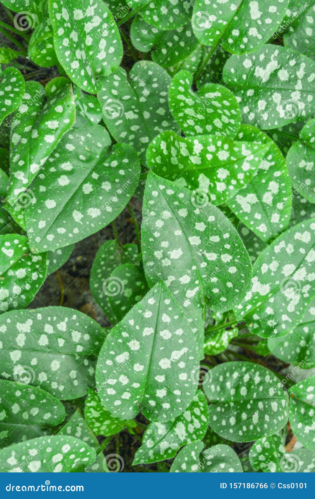 Растение С Пятнистыми Листьями Фото