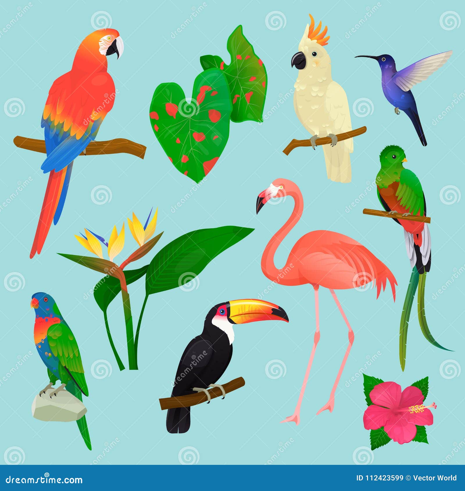 Тропические Птицы Фото