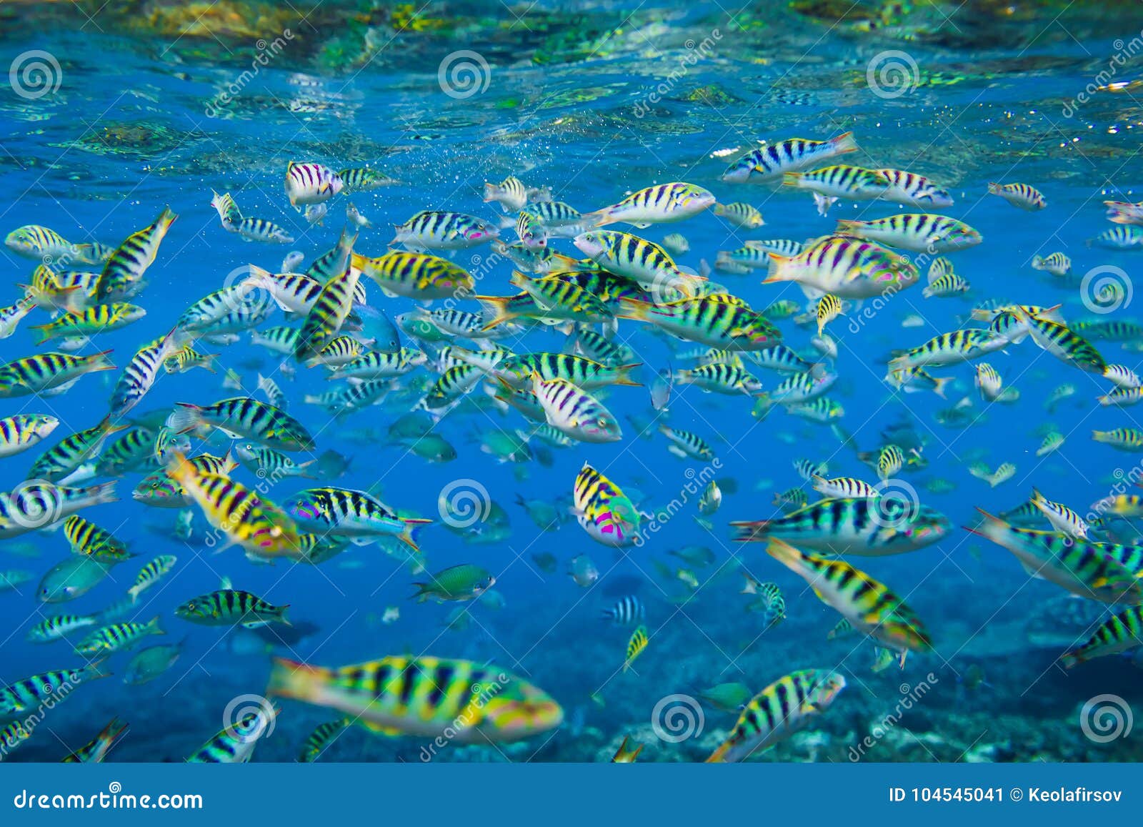 Рыбы В Океане Фото