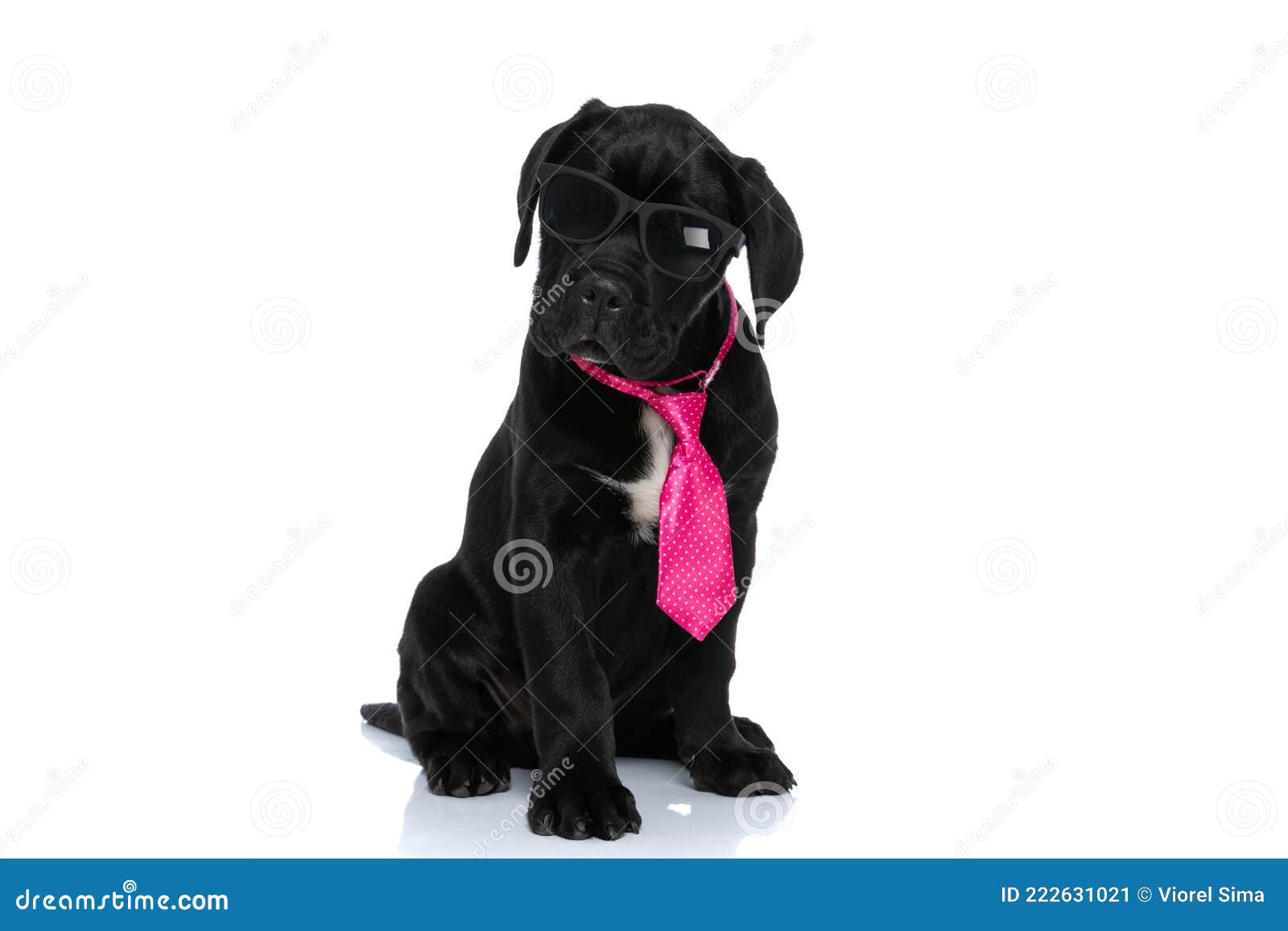 тростниковая собака в солнцезащитных очках и глядя на камеру Стоковое  Изображение - изображение насчитывающей щенок, мило: 222631021