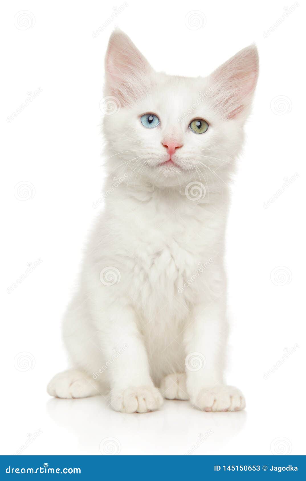 Турецкий котенок Ангора с различными покрашенными глазами Стоковое  Изображение - изображение насчитывающей кот, ангстрома: 145150653