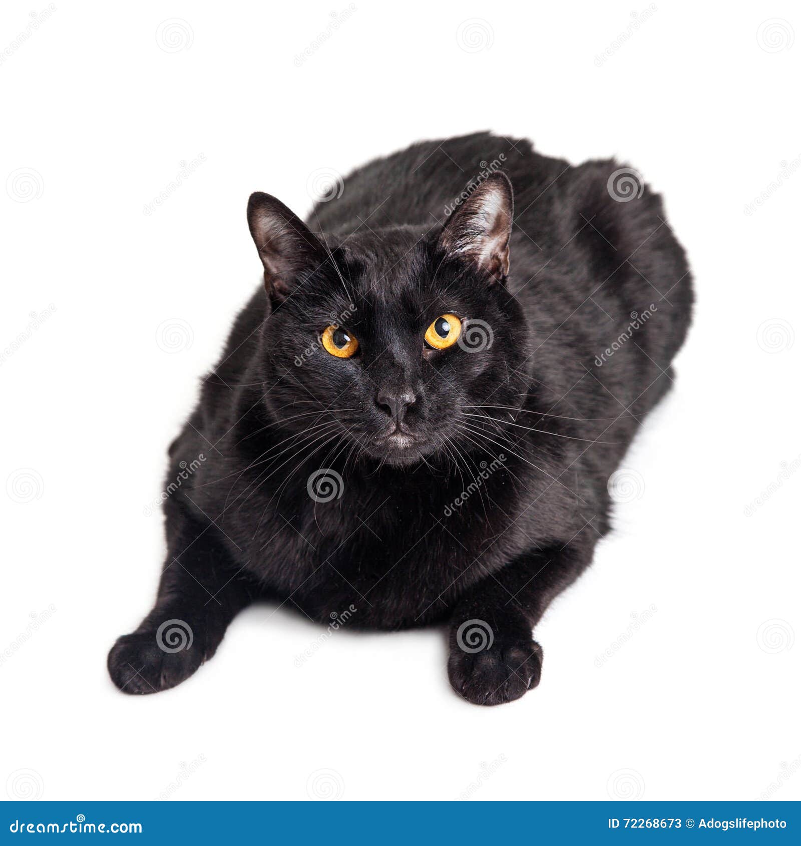 Черный толстый кот