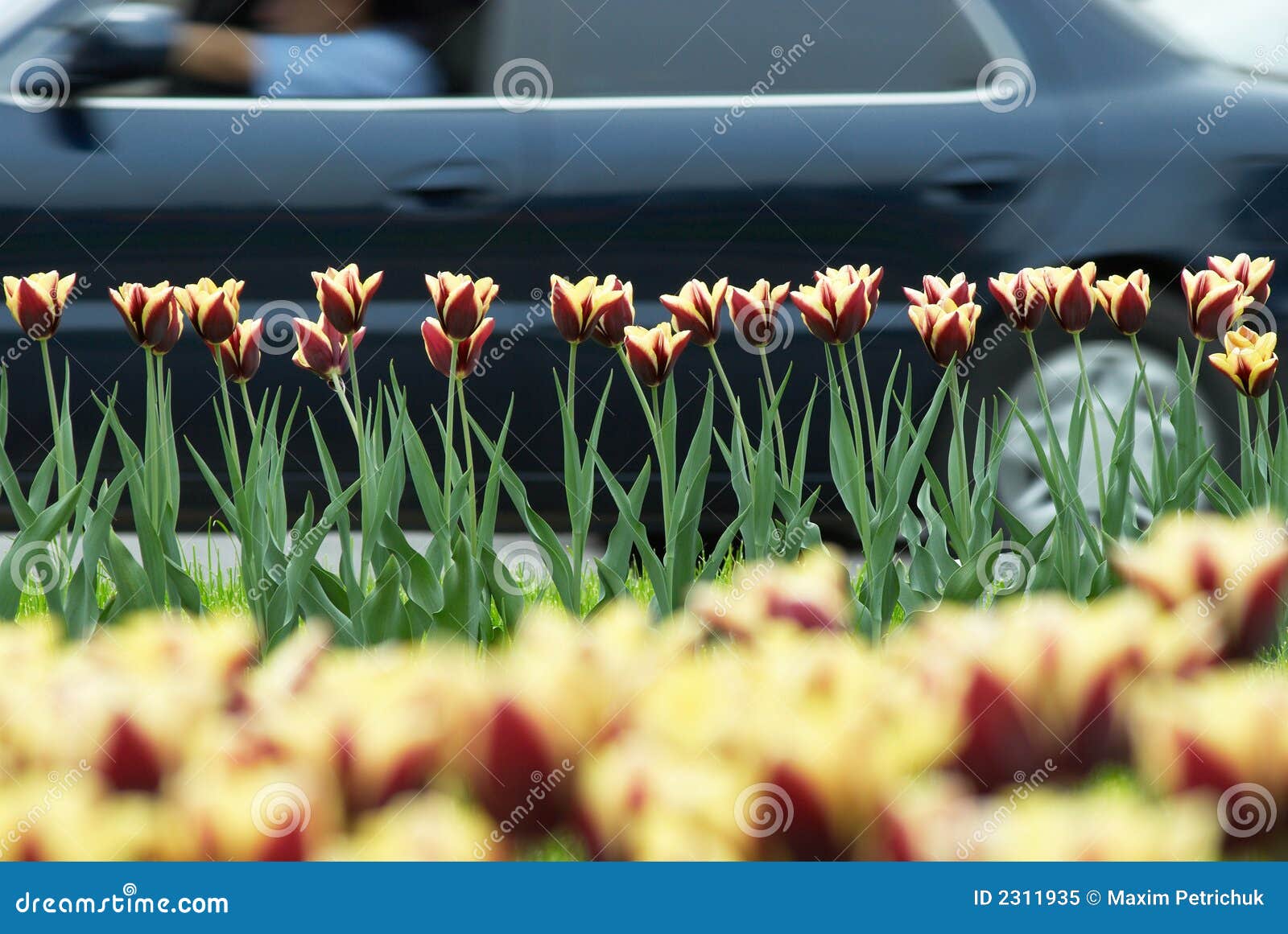 Грузовик с тюльпанами