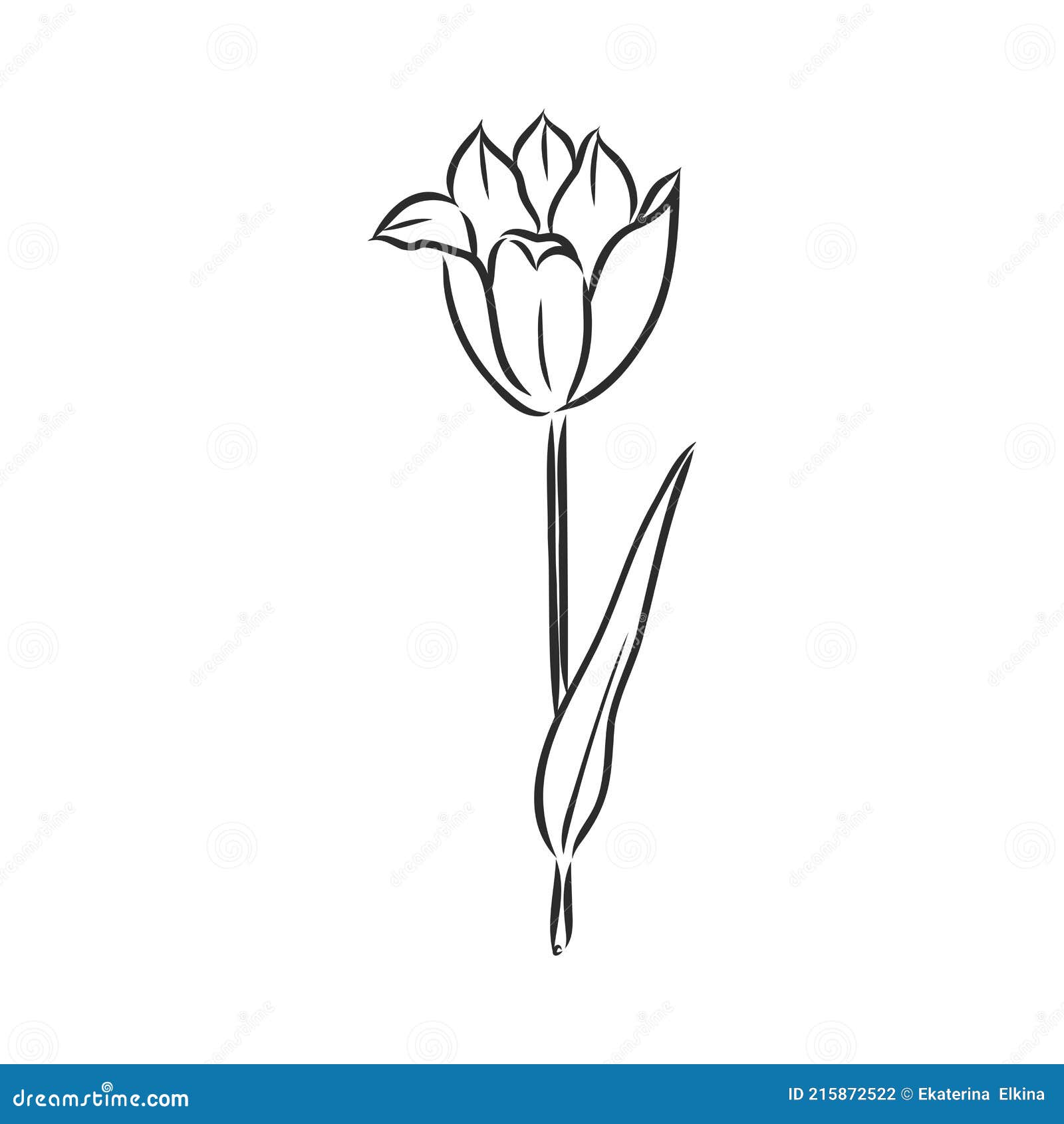 тюльпаны. векторный векторный рисунок на белом фоне Иллюстрация вектора -  иллюстрации насчитывающей листья, цветок: 215872522