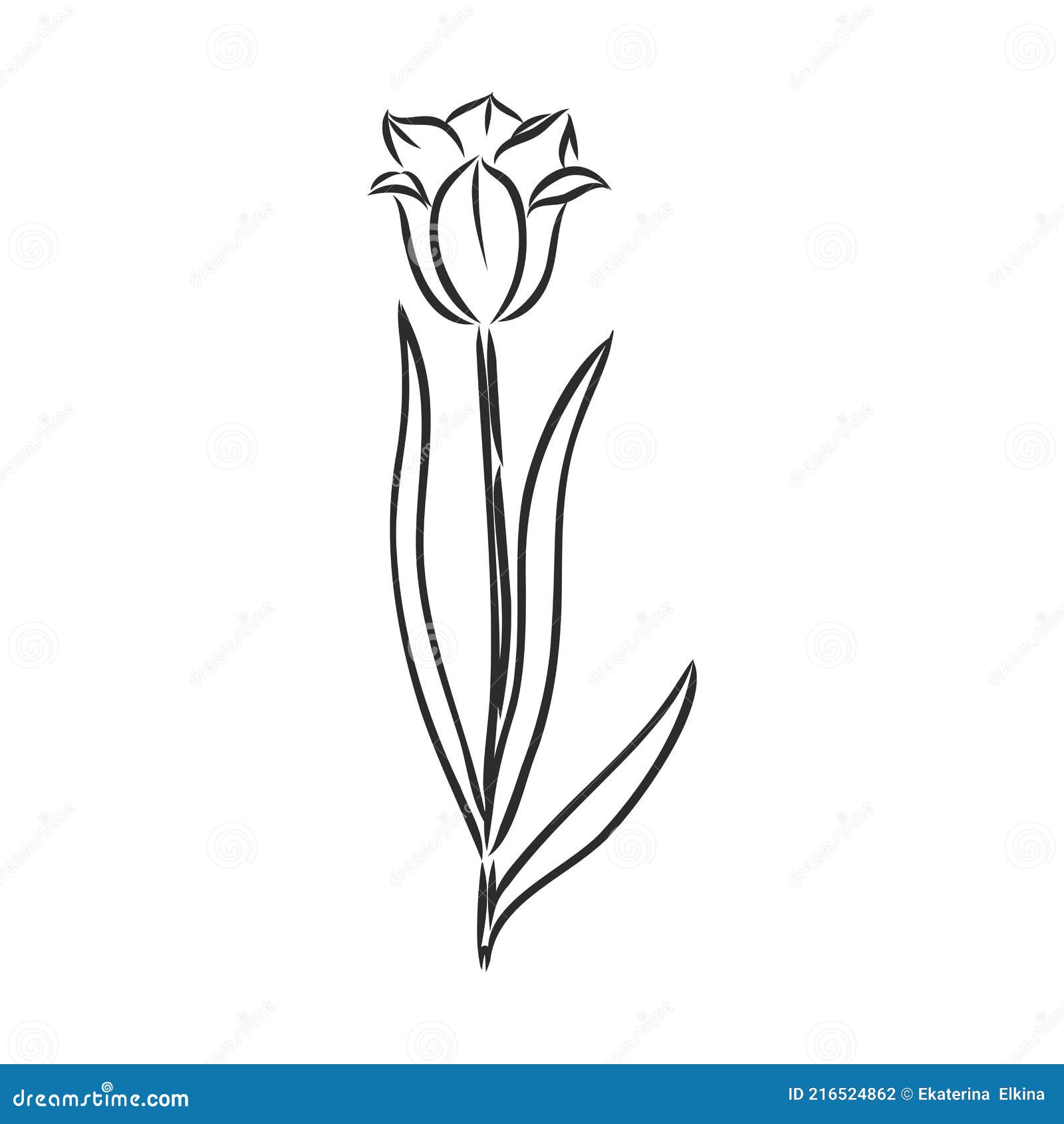 тюльпаны. вектор. векторный рисунок тюльпанов Иллюстрация вектора -  иллюстрации насчитывающей элемент, план: 216524862