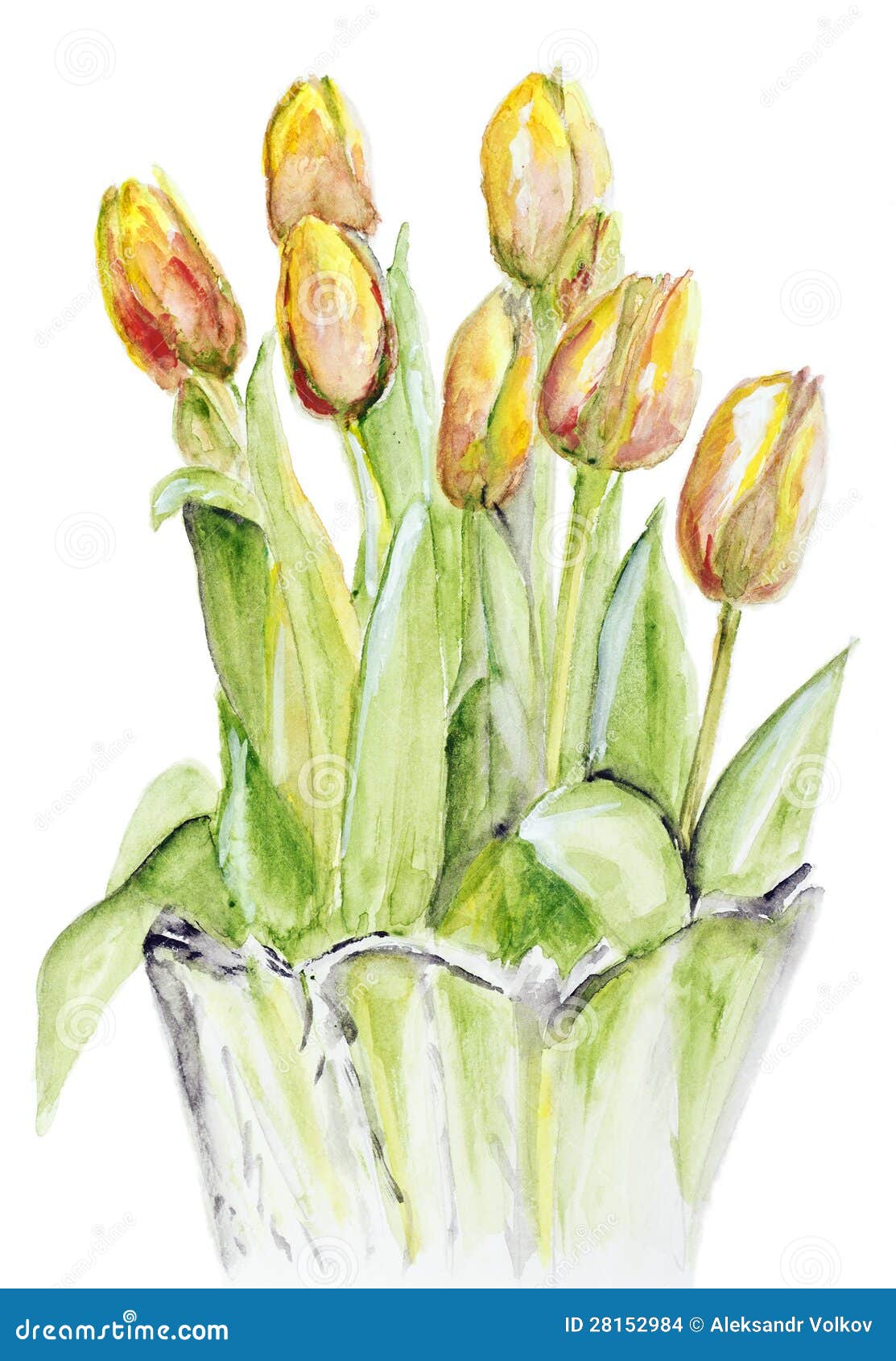 В изображенном на рисунке опыте тюльпан. Желтые тюльпаны акварель. Тюльпаны в хрустальной вазе акварель. Тюльпаны в вазе рисунок. Желтые тюльпаны в вазе рисунок.