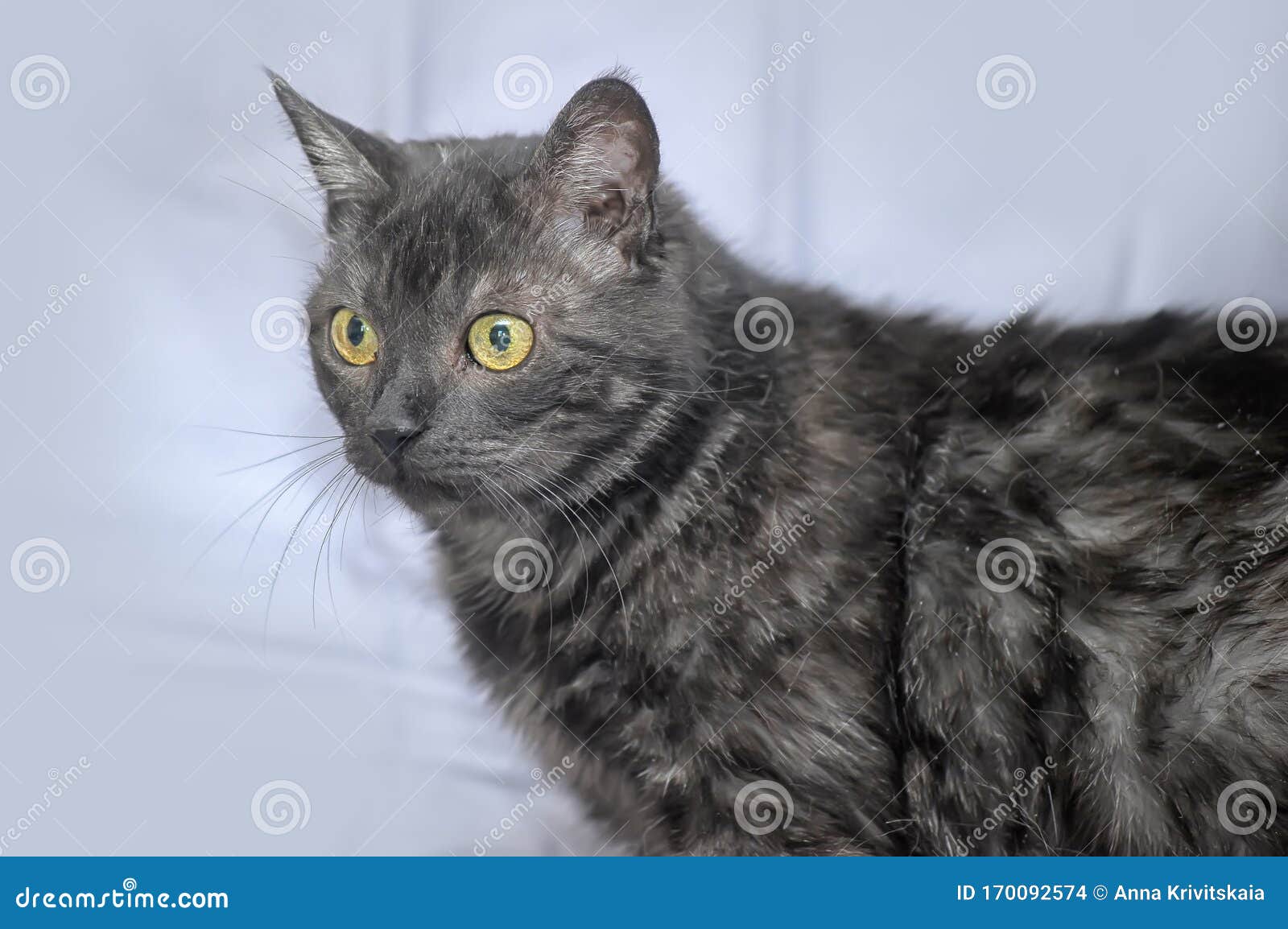 Тёмно- серый кот с желтыми глазами Стоковое Фото - изображение  насчитывающей котенок, женщина: 170092574