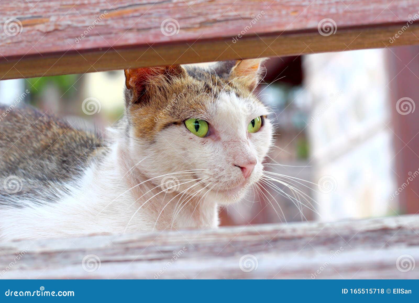 Уличный кот смотрит вперед и улыбается Стоковое Фото - изображение  насчитывающей котенок, пушисто: 165515718