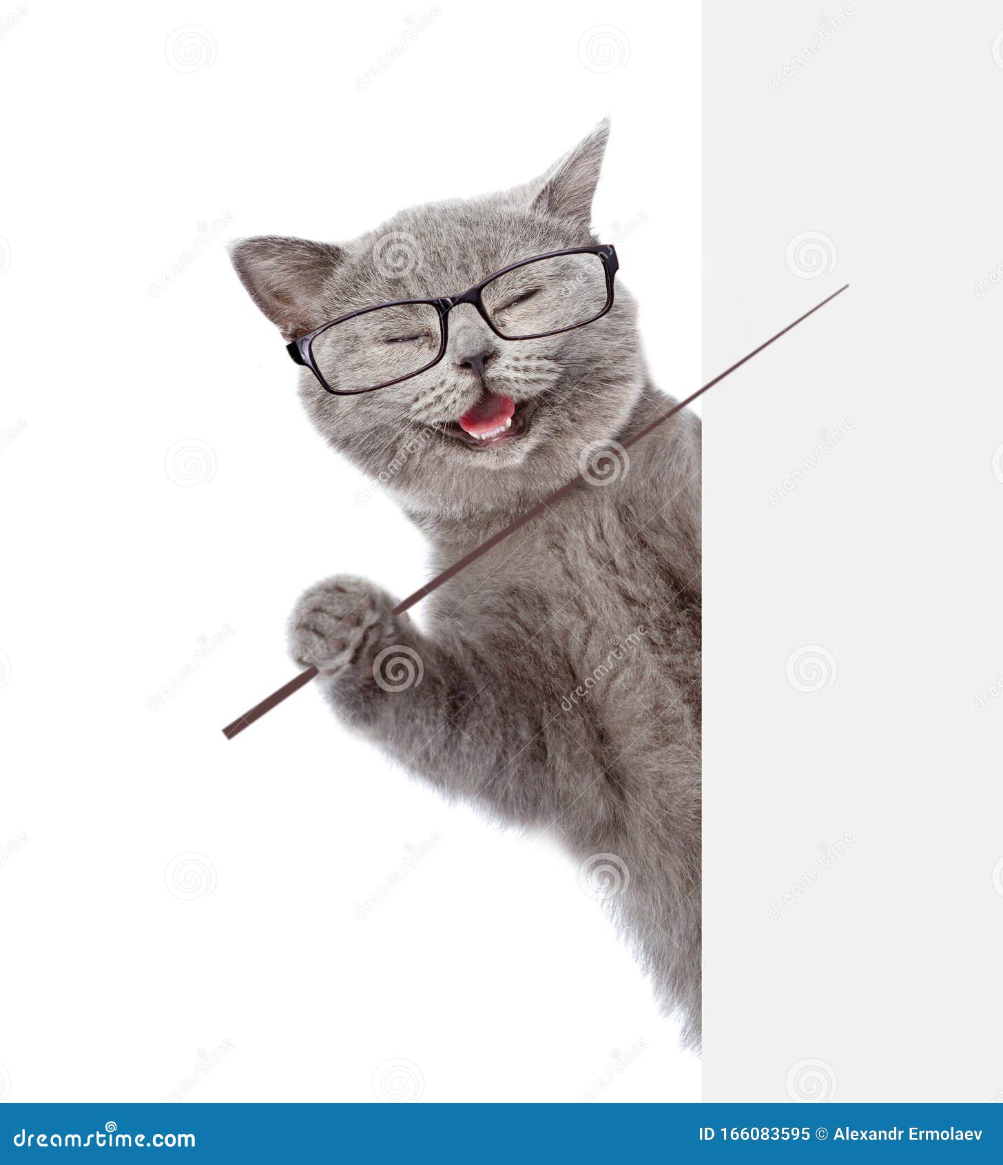 Улыбающийся кот с очками, держащими указывающую палку, и точками на пустом  баннере изолированный от белого фона Стоковое Изображение - изображение  насчитывающей счастливо, ангстрома: 166083595