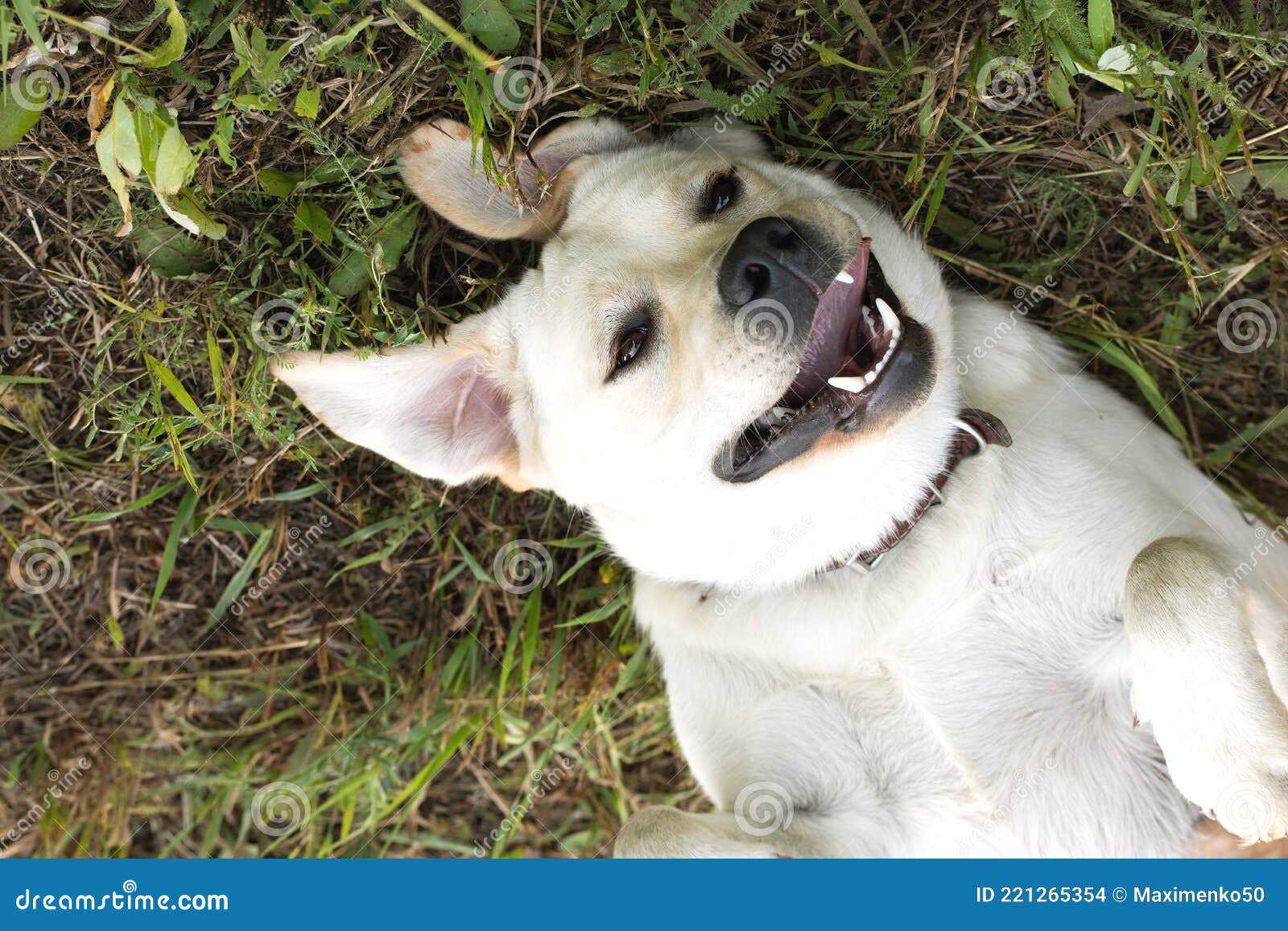 улыбающийся милый счастливый пес лежал в зеленой траве, как кролик уши.  Стоковое Фото - изображение насчитывающей посмотрите, счастливо: 221265354