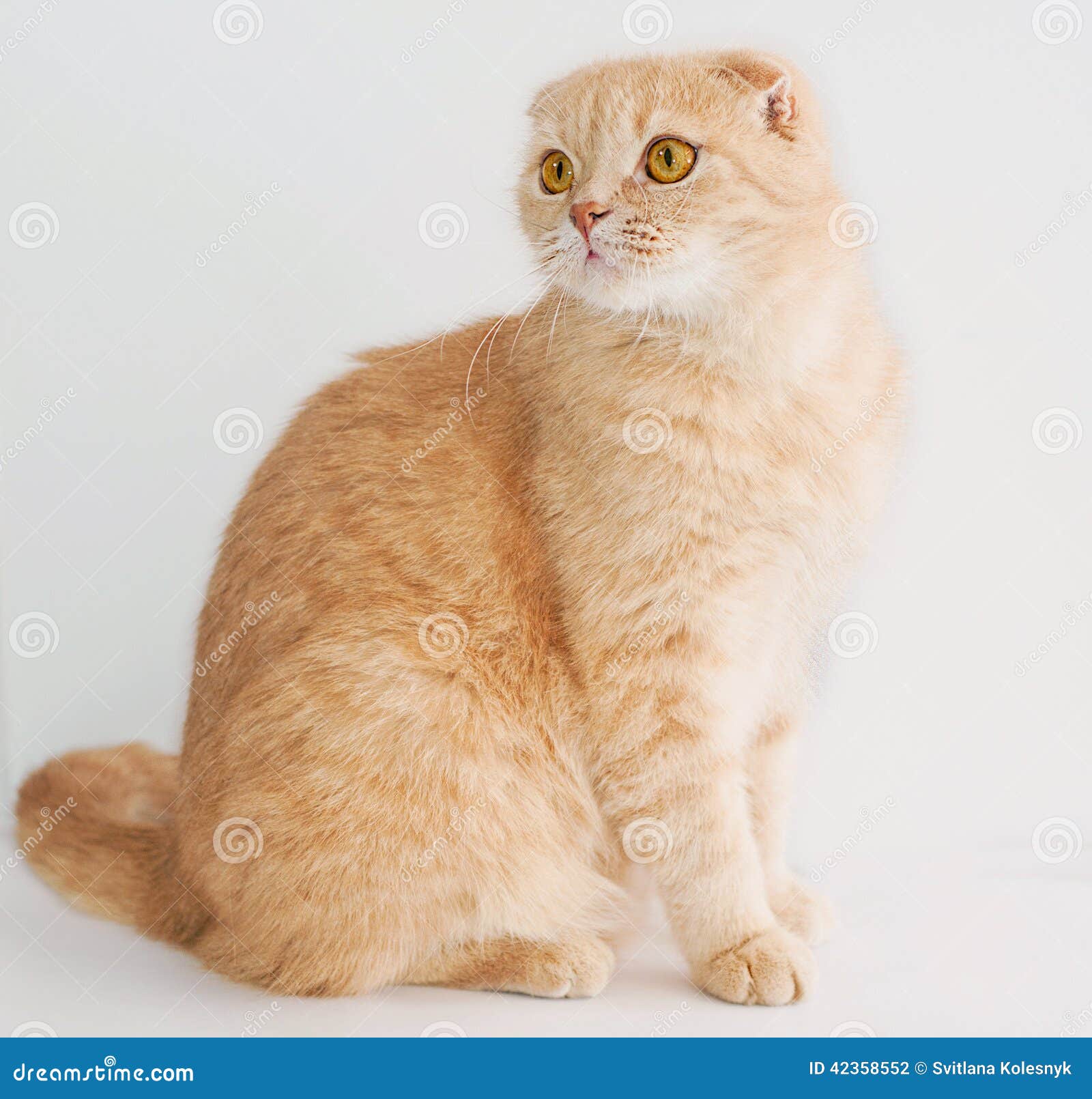 Шотландская кошка персиковая